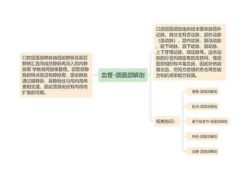 血管-颌面部解剖