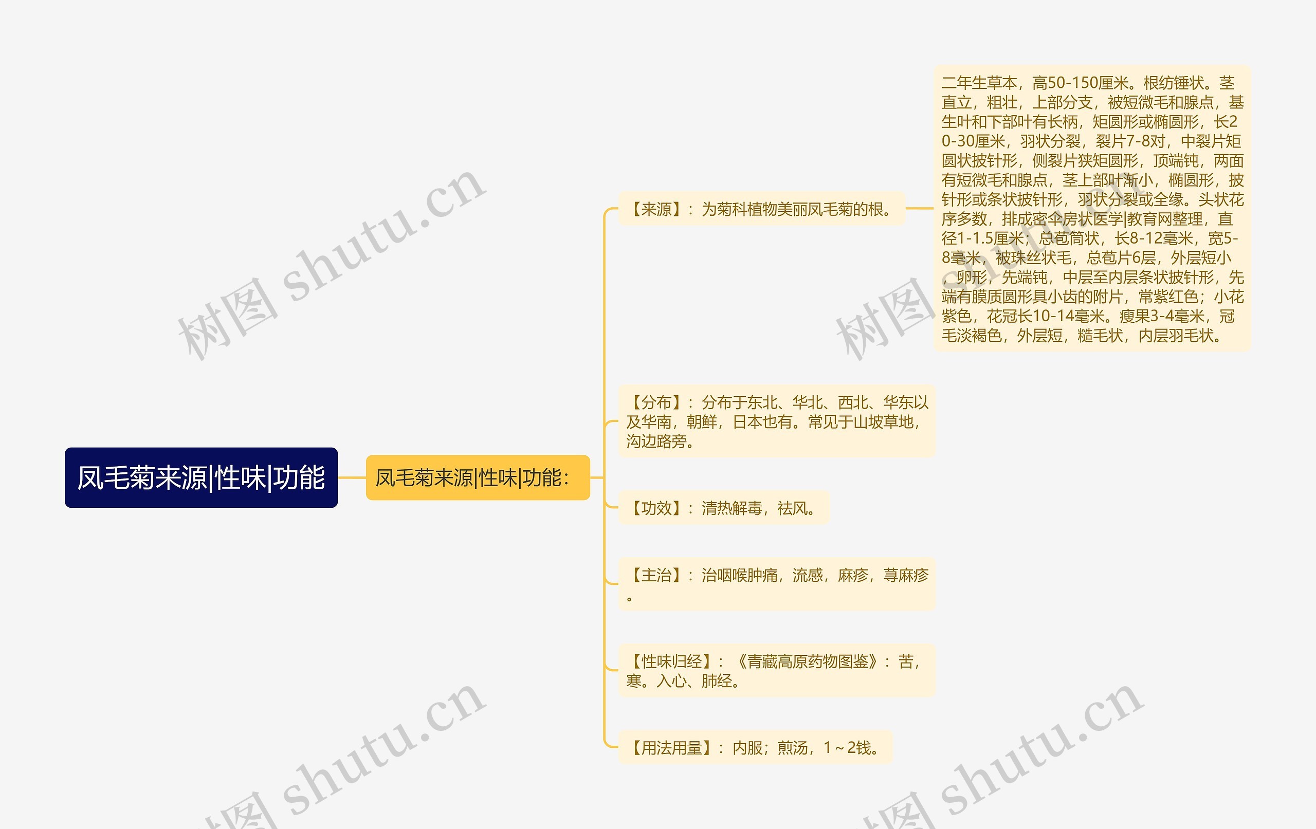 凤毛菊来源|性味|功能思维导图