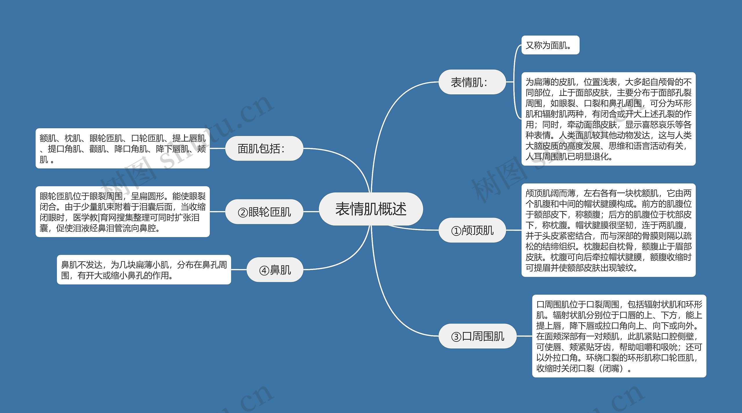 表情肌概述思维导图