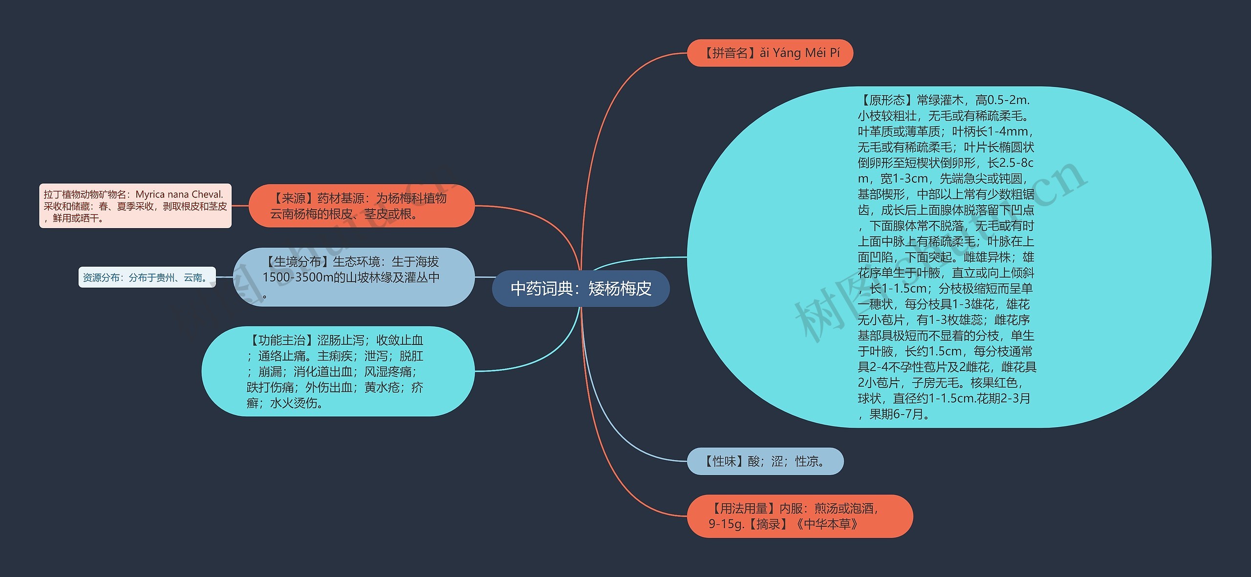 中药词典：矮杨梅皮思维导图