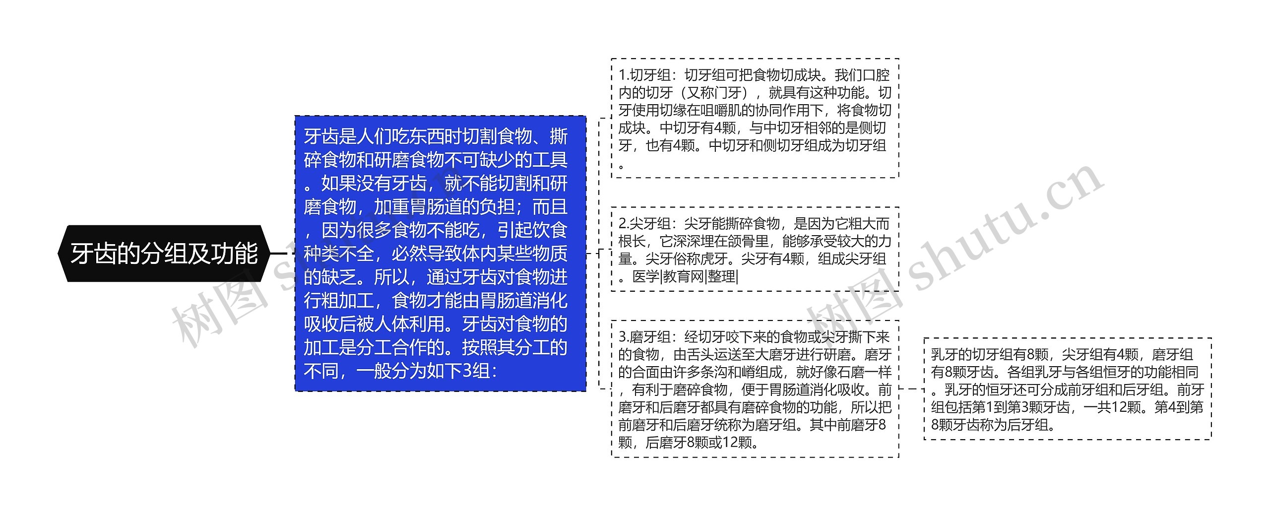 牙齿的分组及功能