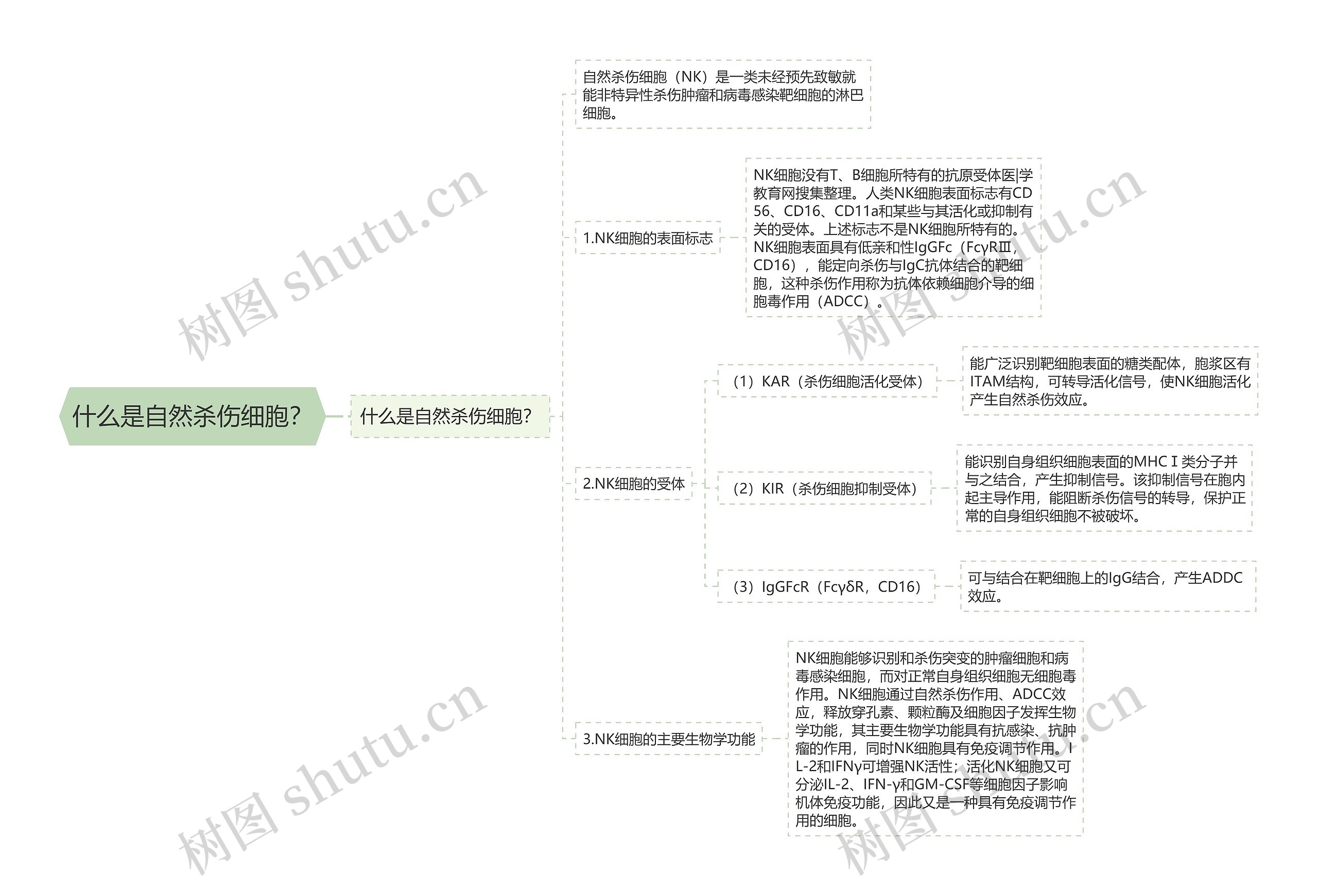 什么是自然杀伤细胞？思维导图