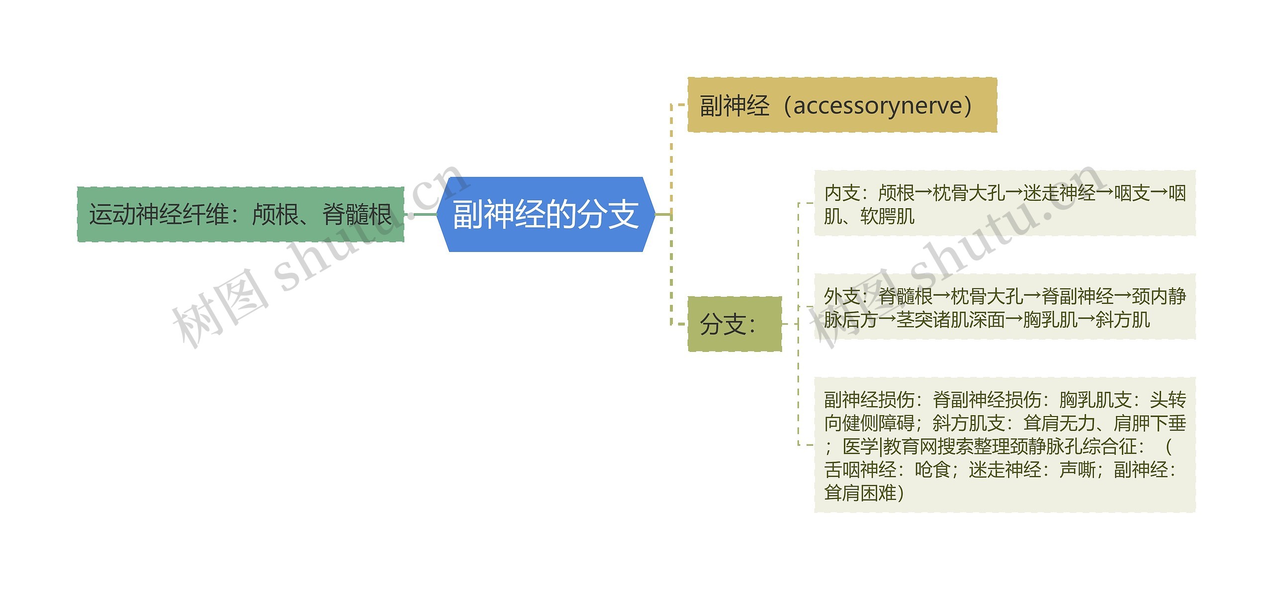 副神经的分支
