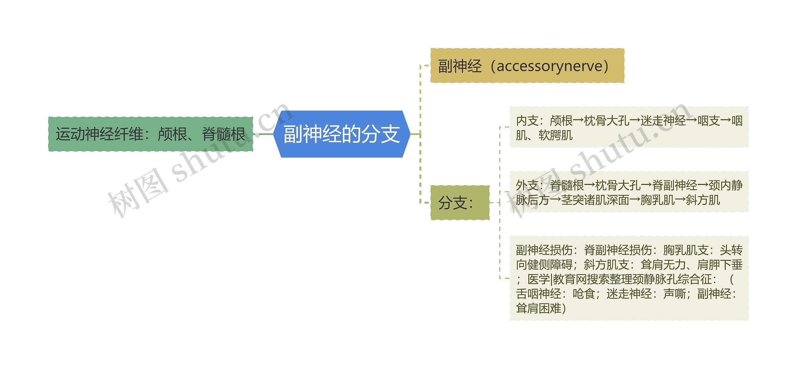 副神经的分支 副神经的分支