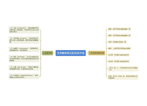 牙体解剖常见的应用术语