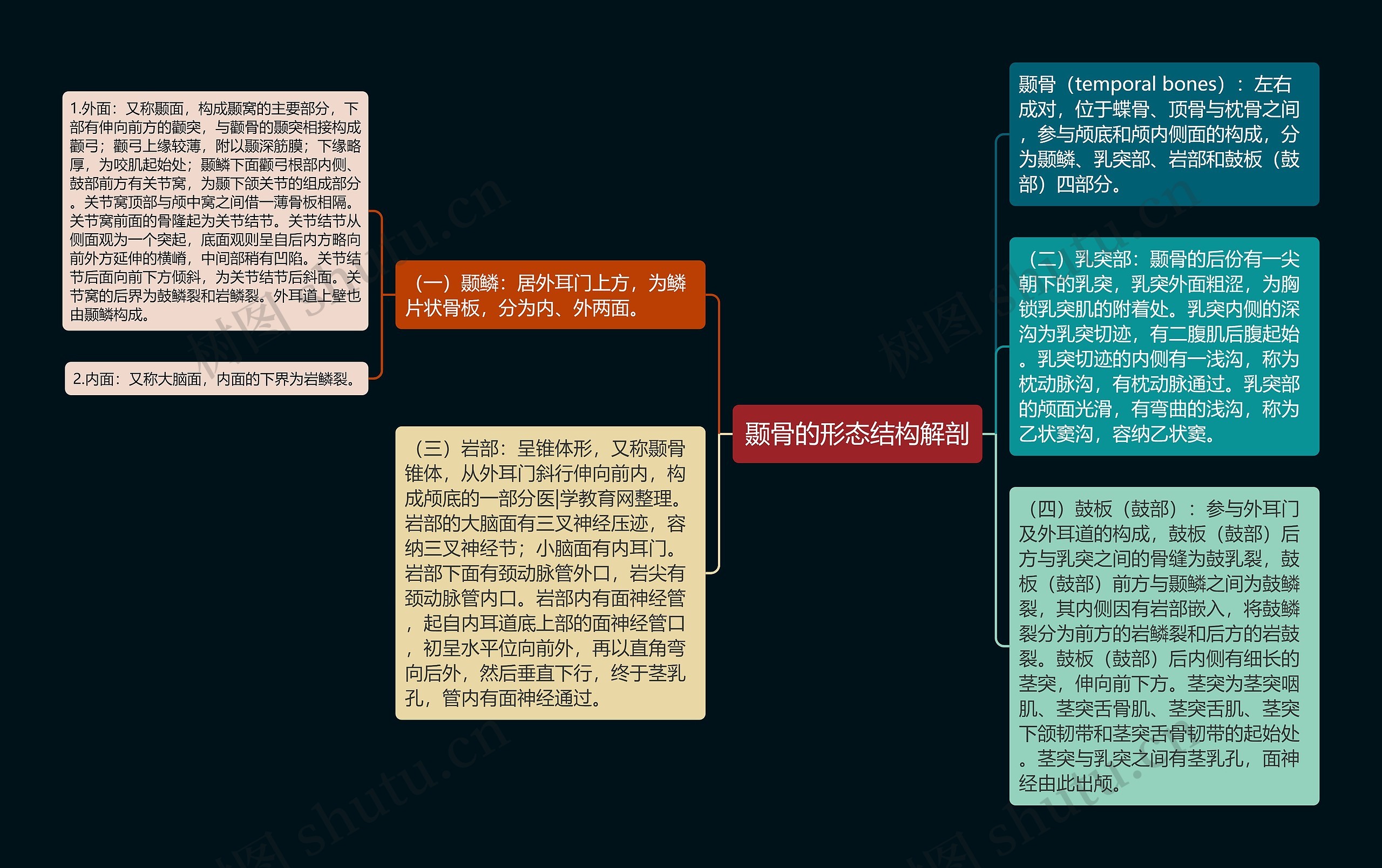 颞骨的形态结构解剖