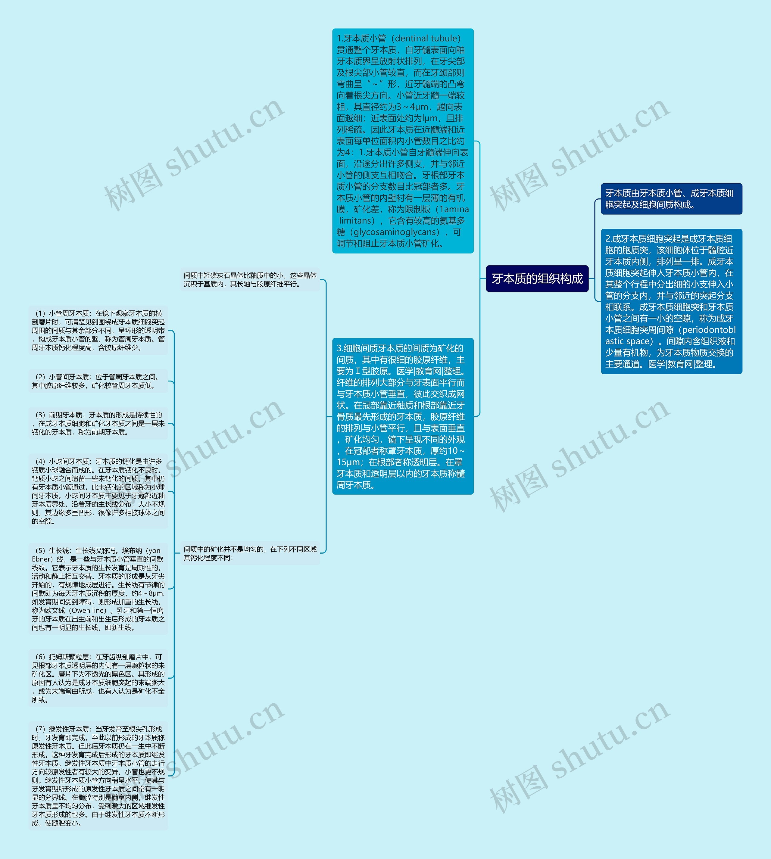 牙本质的组织构成思维导图