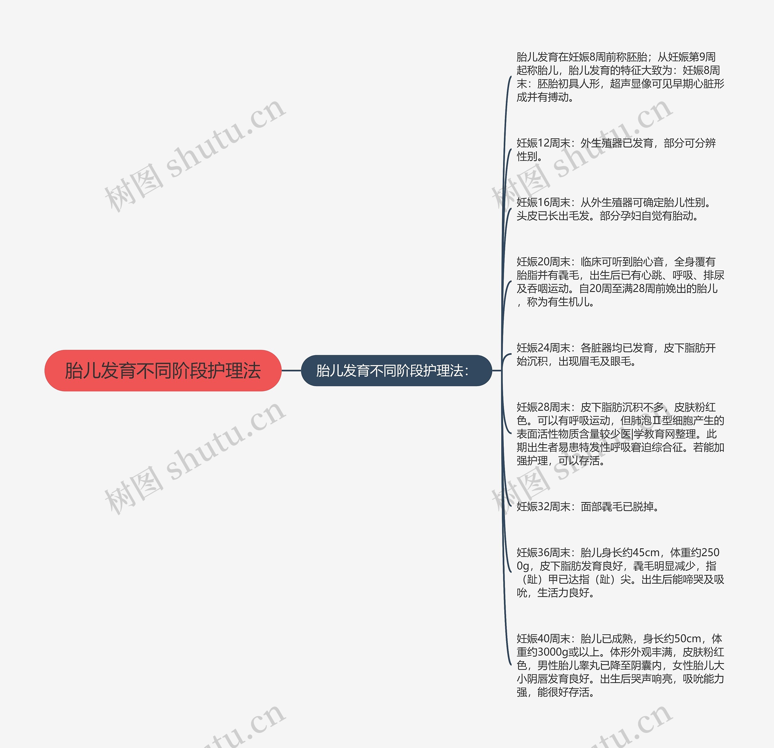 胎儿发育不同阶段护理法思维导图