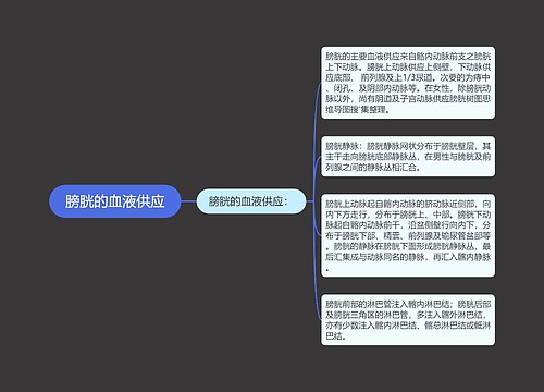 膀胱的血液供应