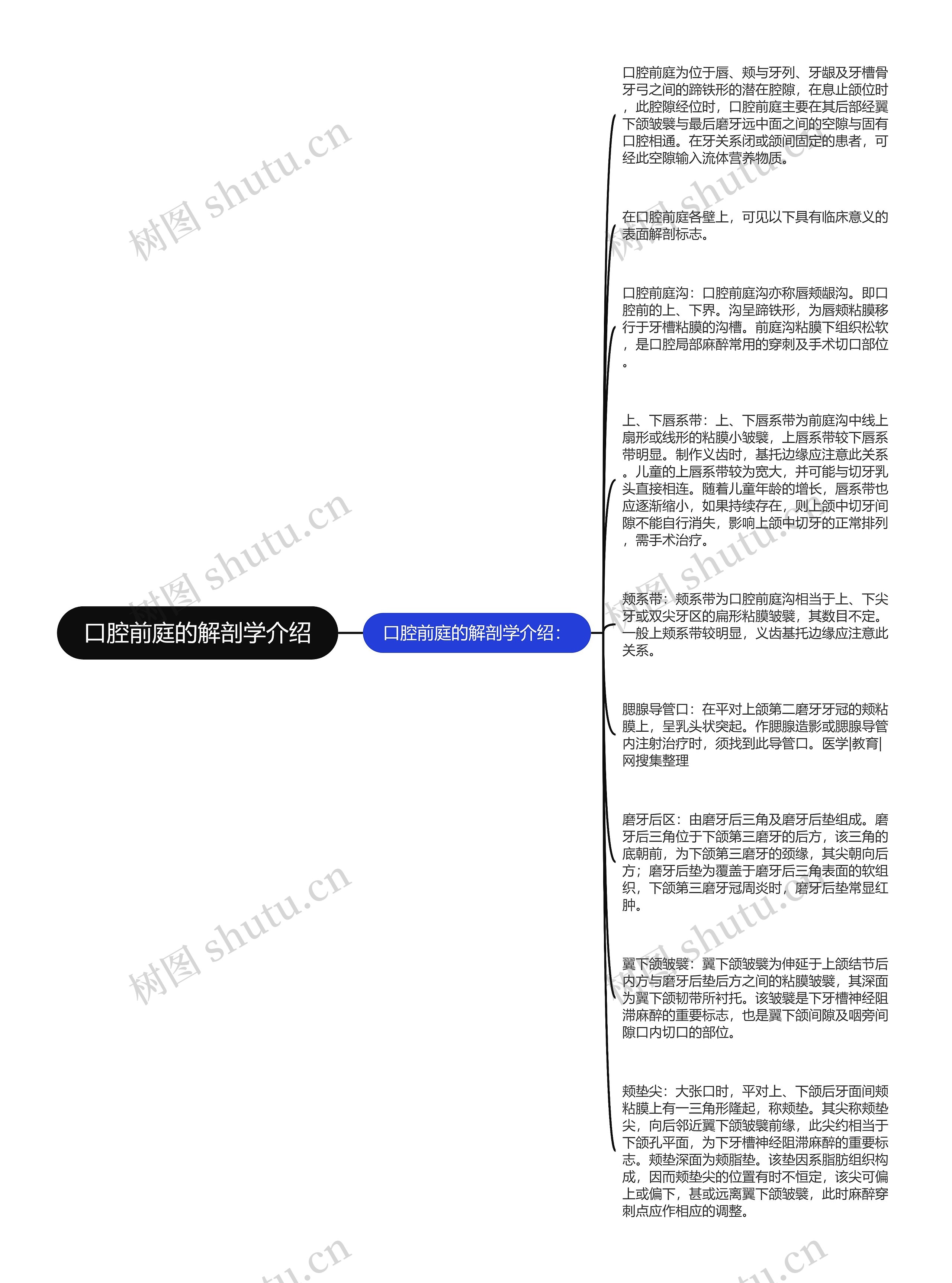 口腔前庭的解剖学介绍思维导图