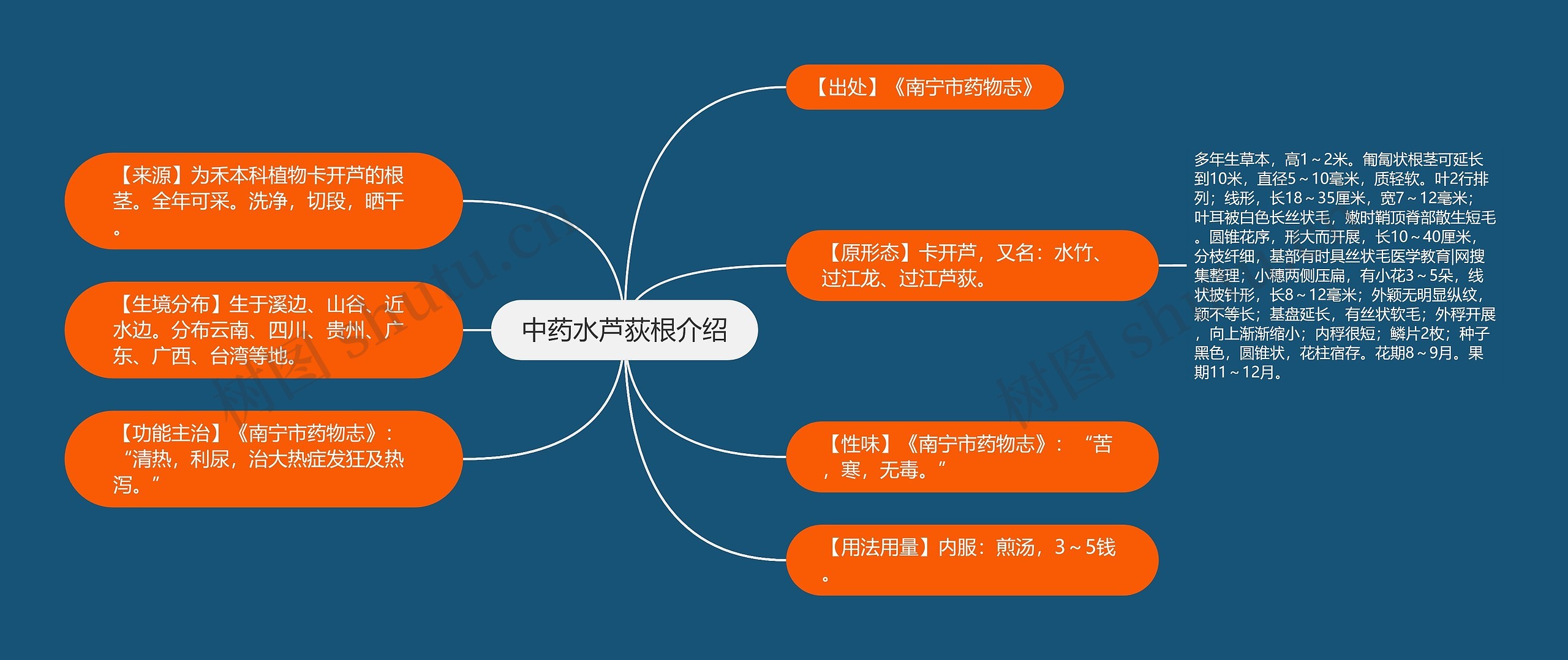 中药水芦荻根介绍思维导图