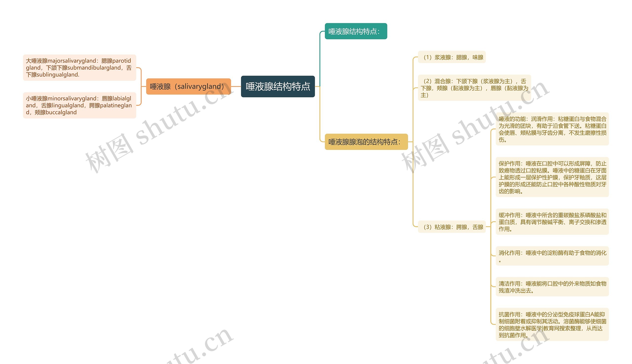 唾液腺结构特点思维导图