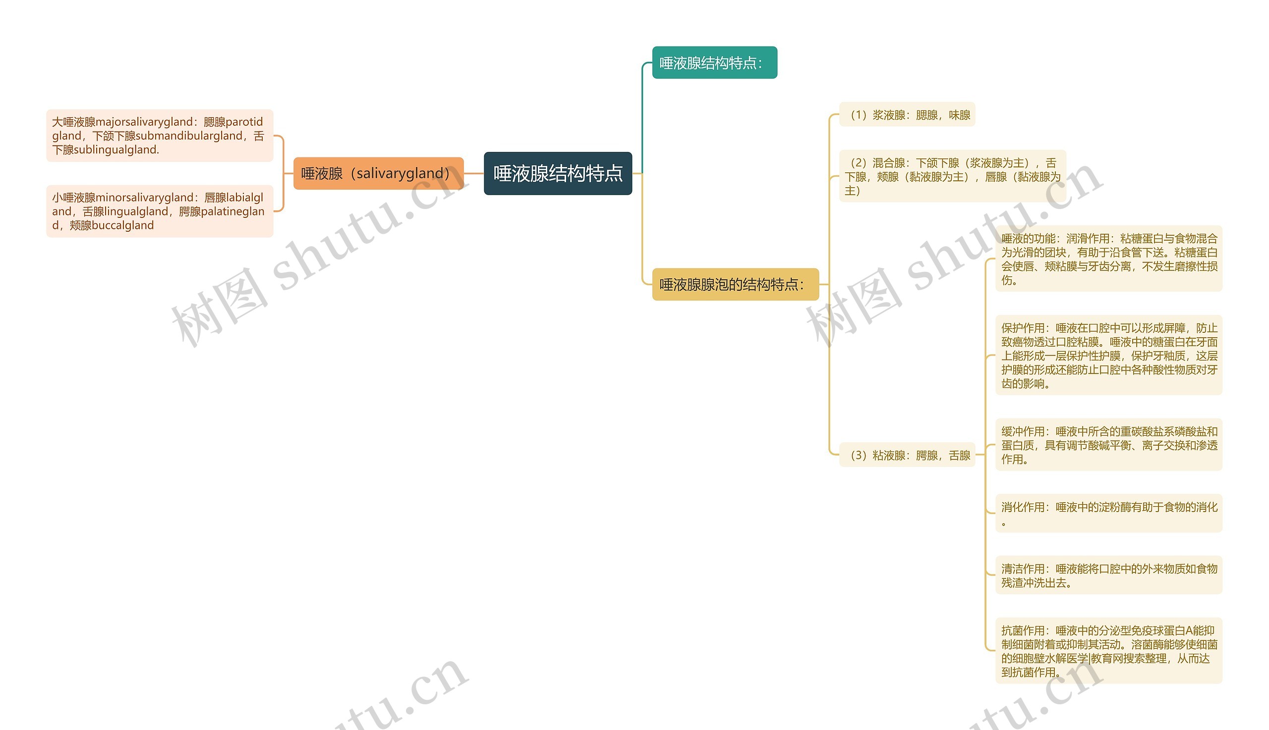 唾液腺结构特点 唾液腺结构特点