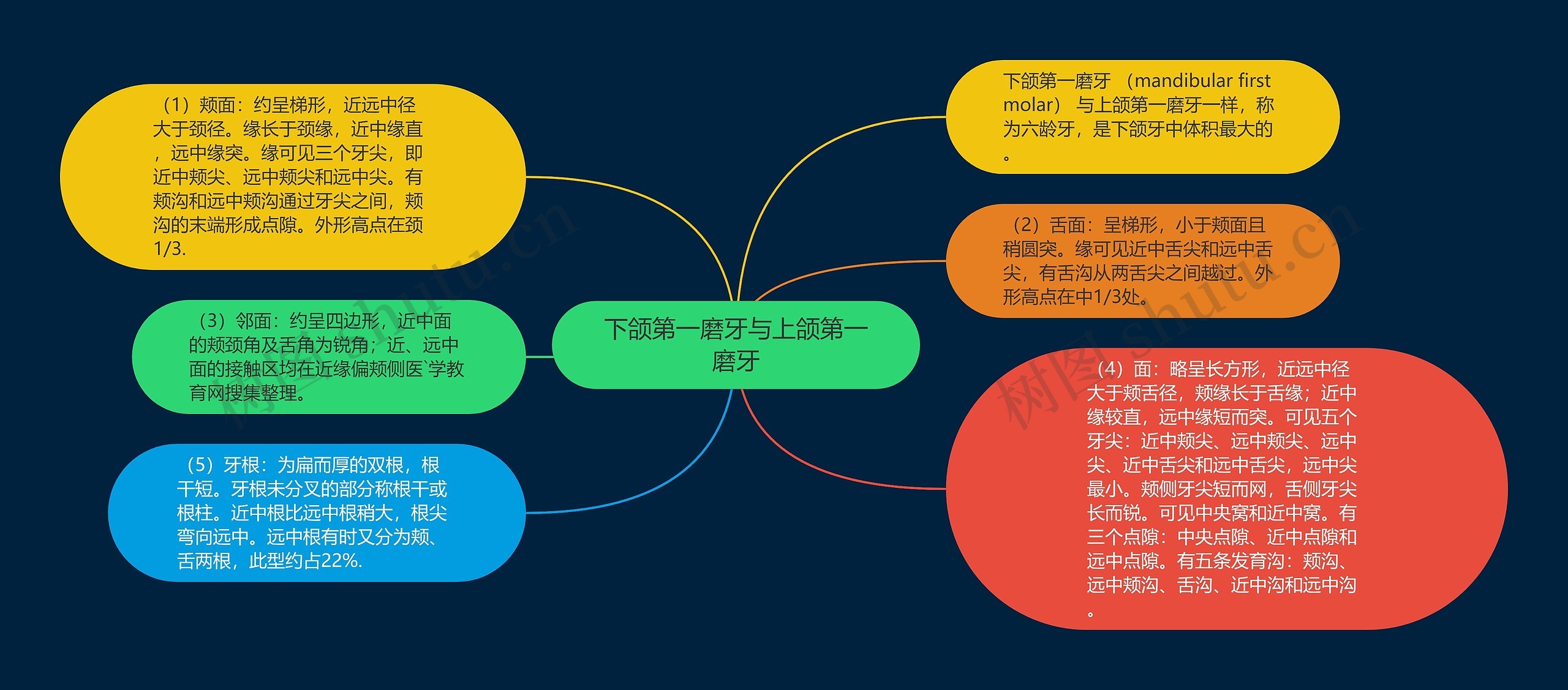 下颌第一磨牙与上颌第一磨牙