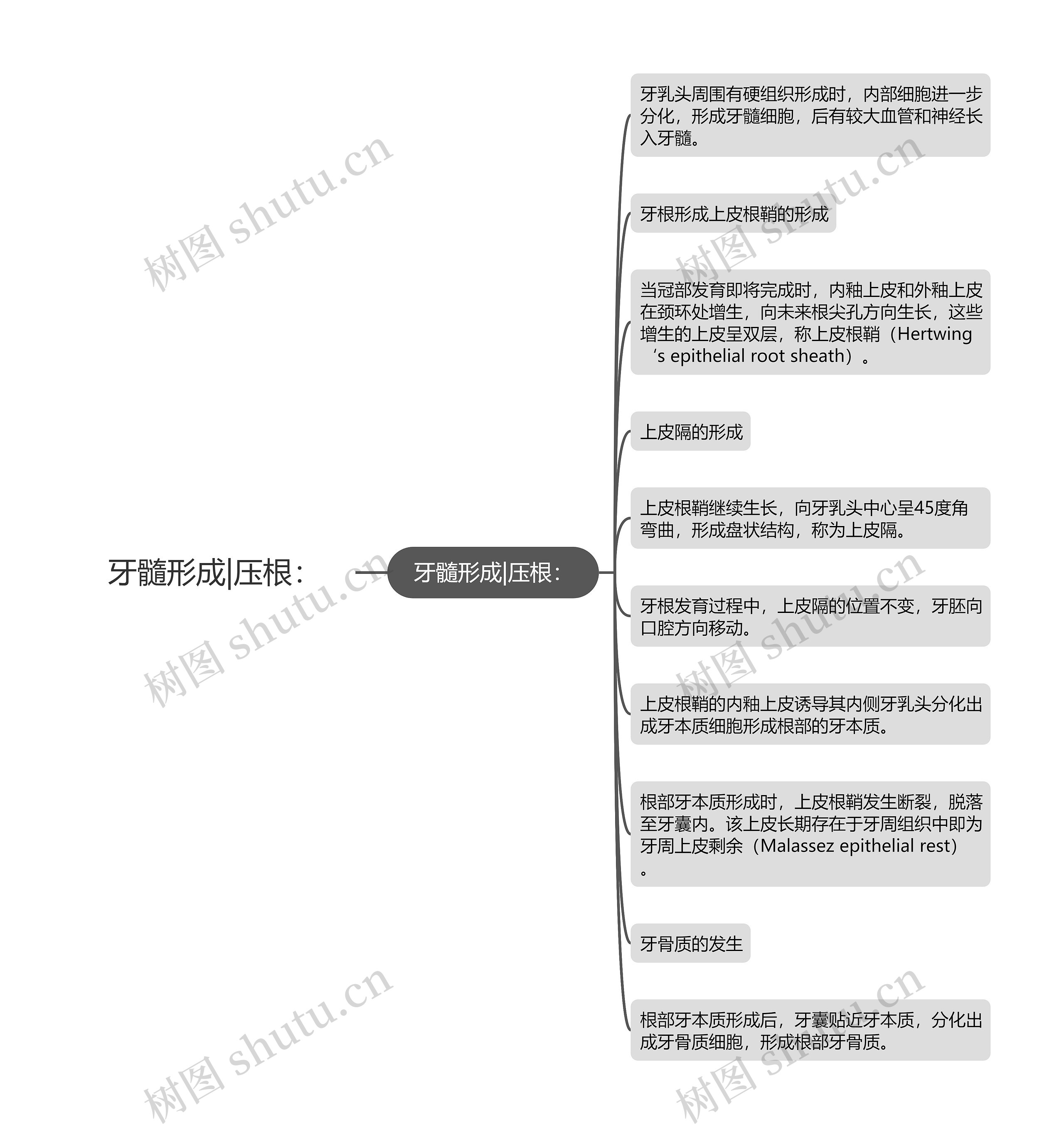 牙髓形成|压根: 牙髓形成|压根: