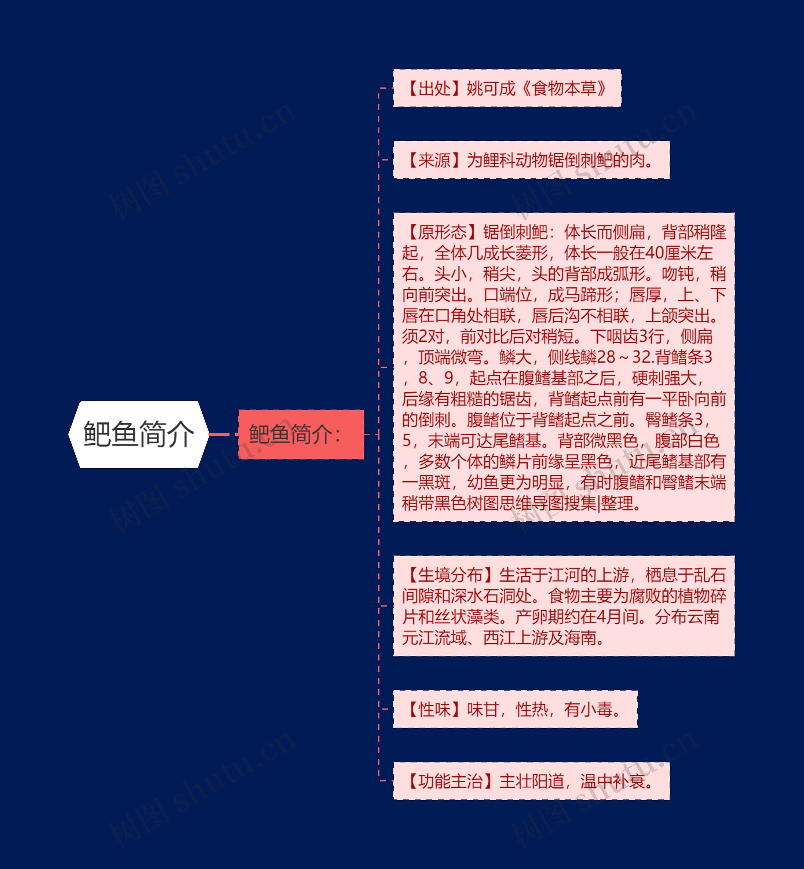 鲃鱼简介 鲃鱼简介