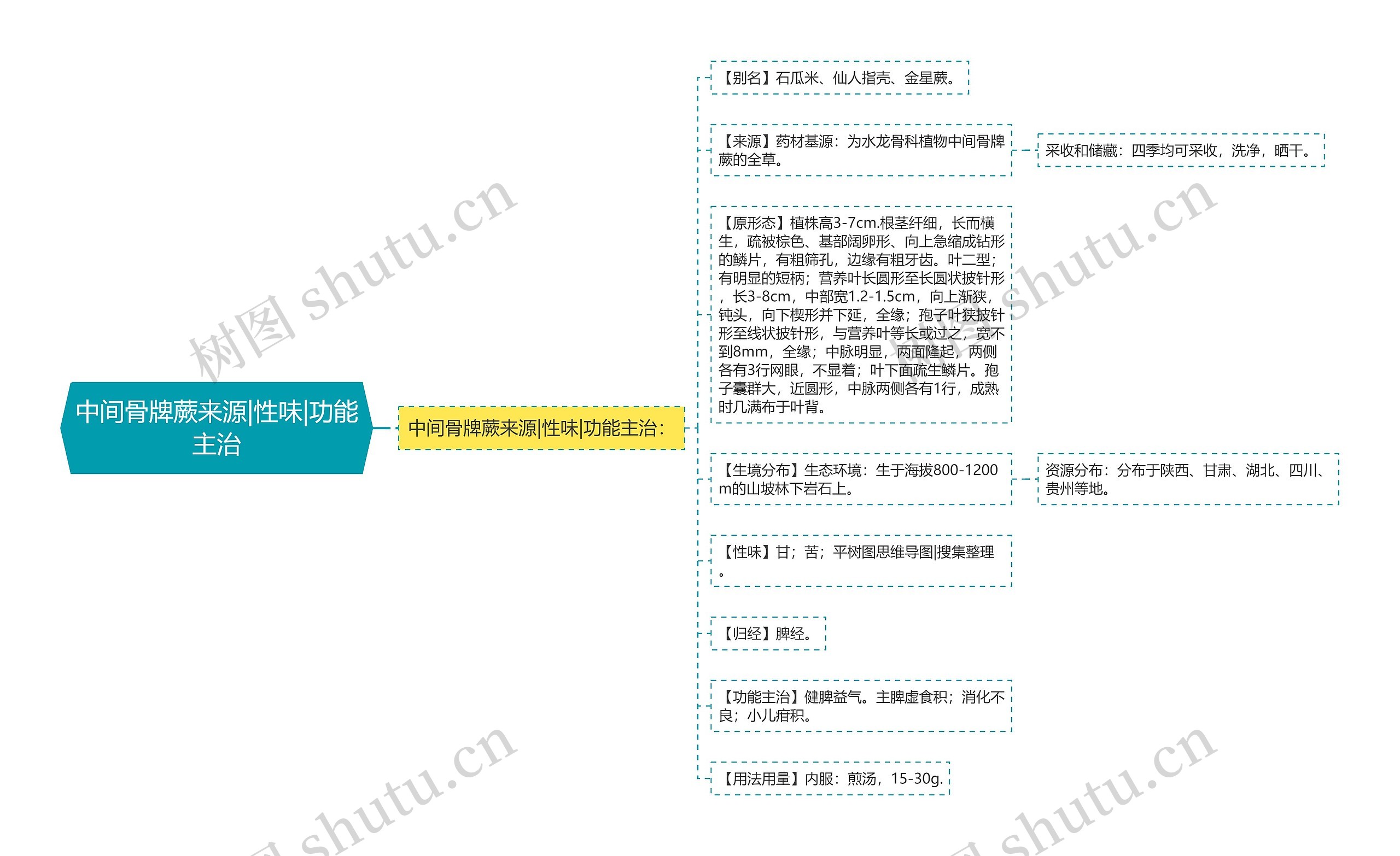 中间骨牌蕨来源|性味|功能主治思维导图