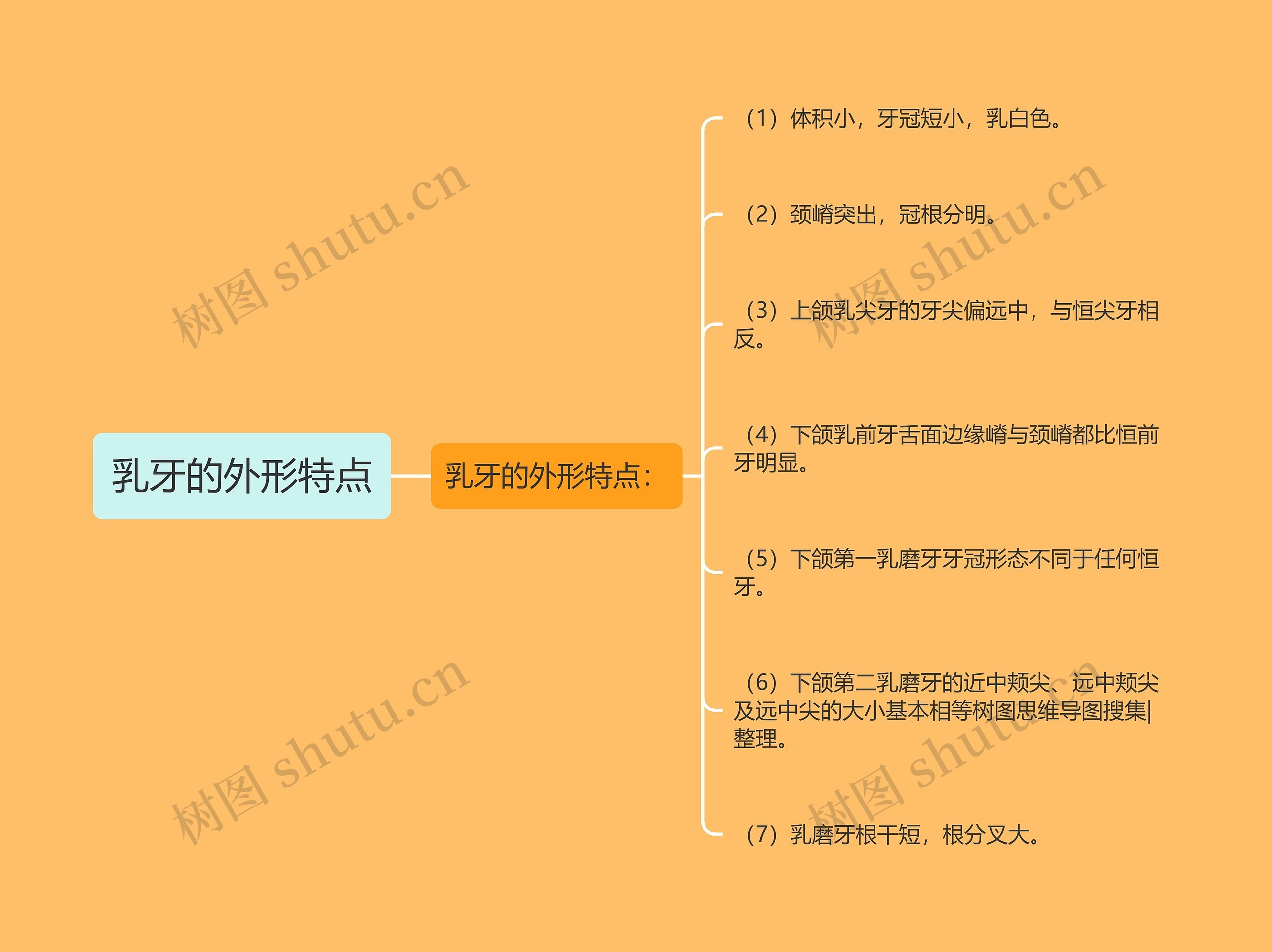 乳牙的外形特点 乳牙的外形特点