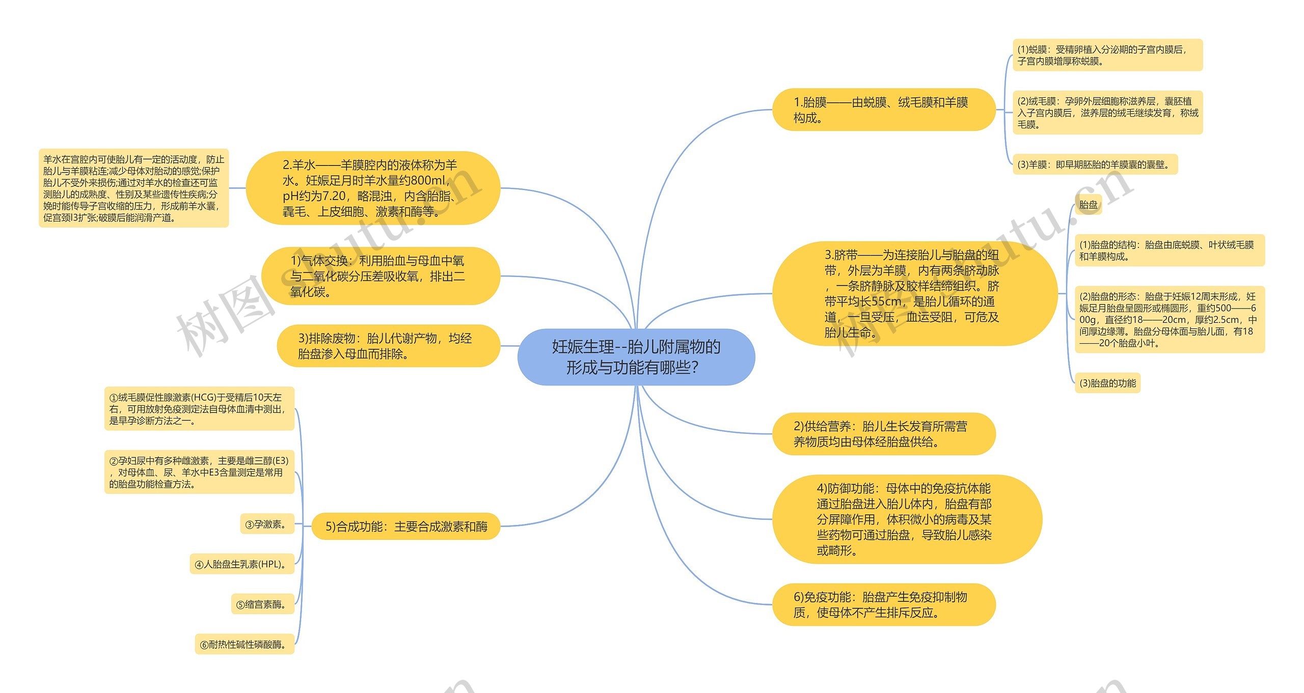 妊娠生理--胎儿附属物的形成与功能有哪些？