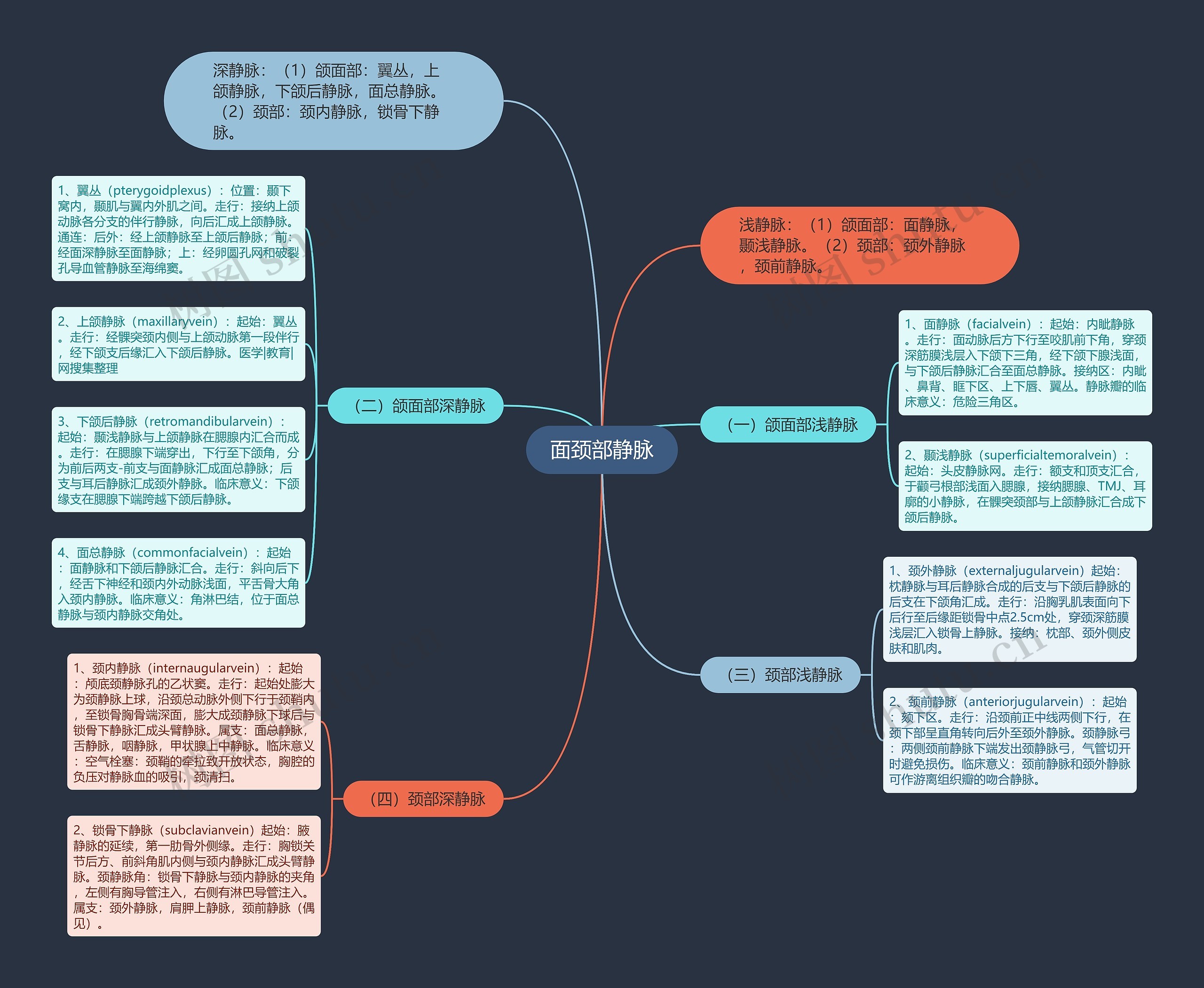 面颈部静脉 面颈部静脉