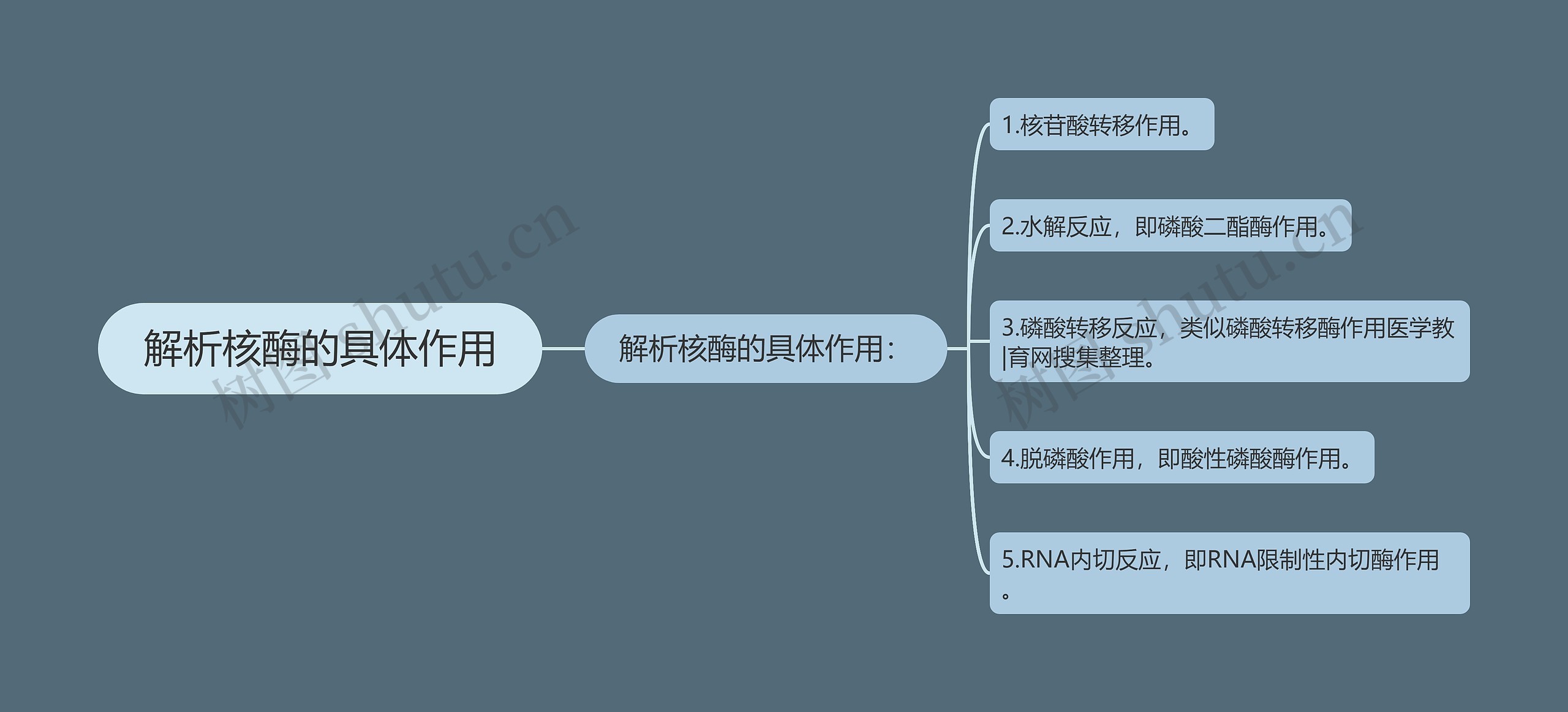 解析核酶的具体作用思维导图