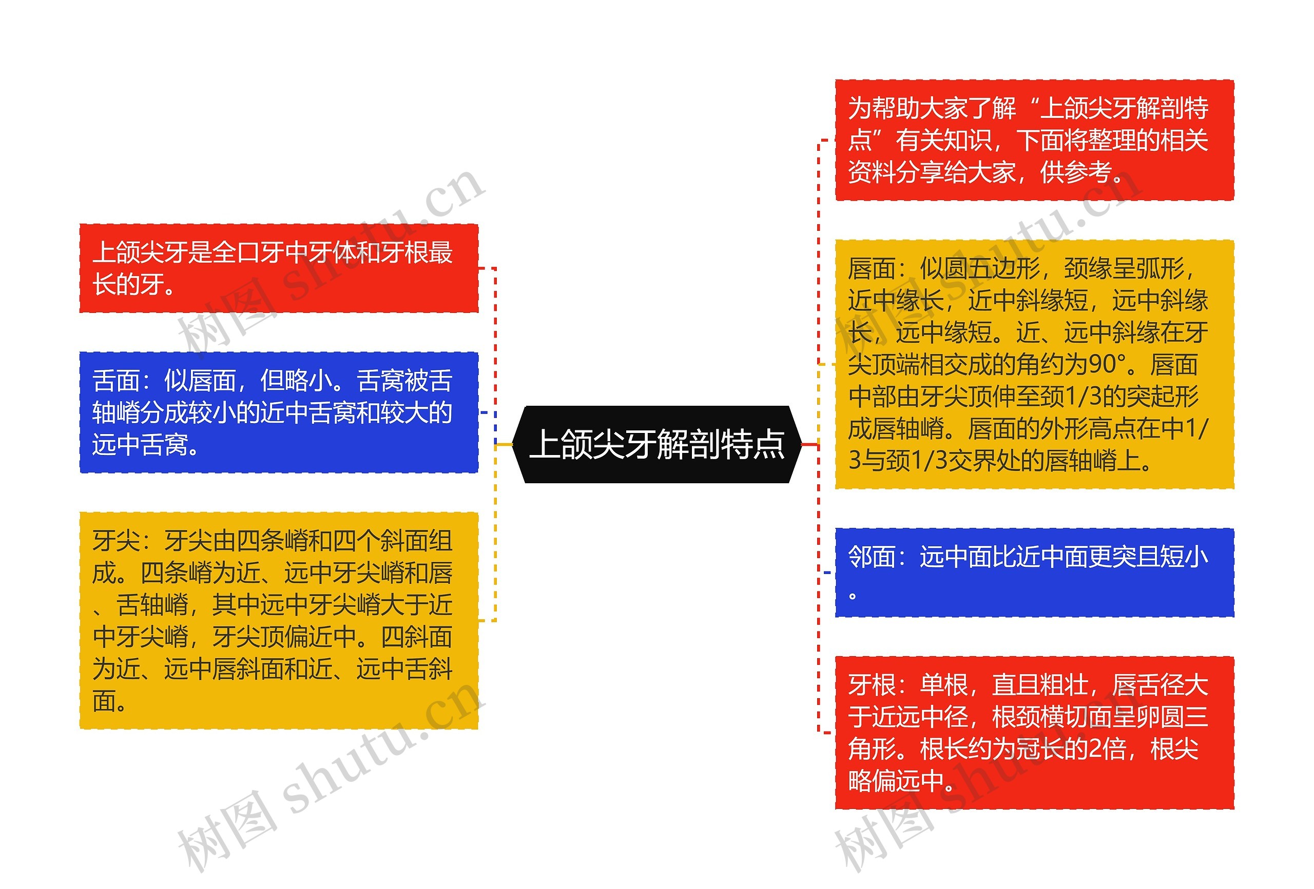 上颌尖牙解剖特点思维导图