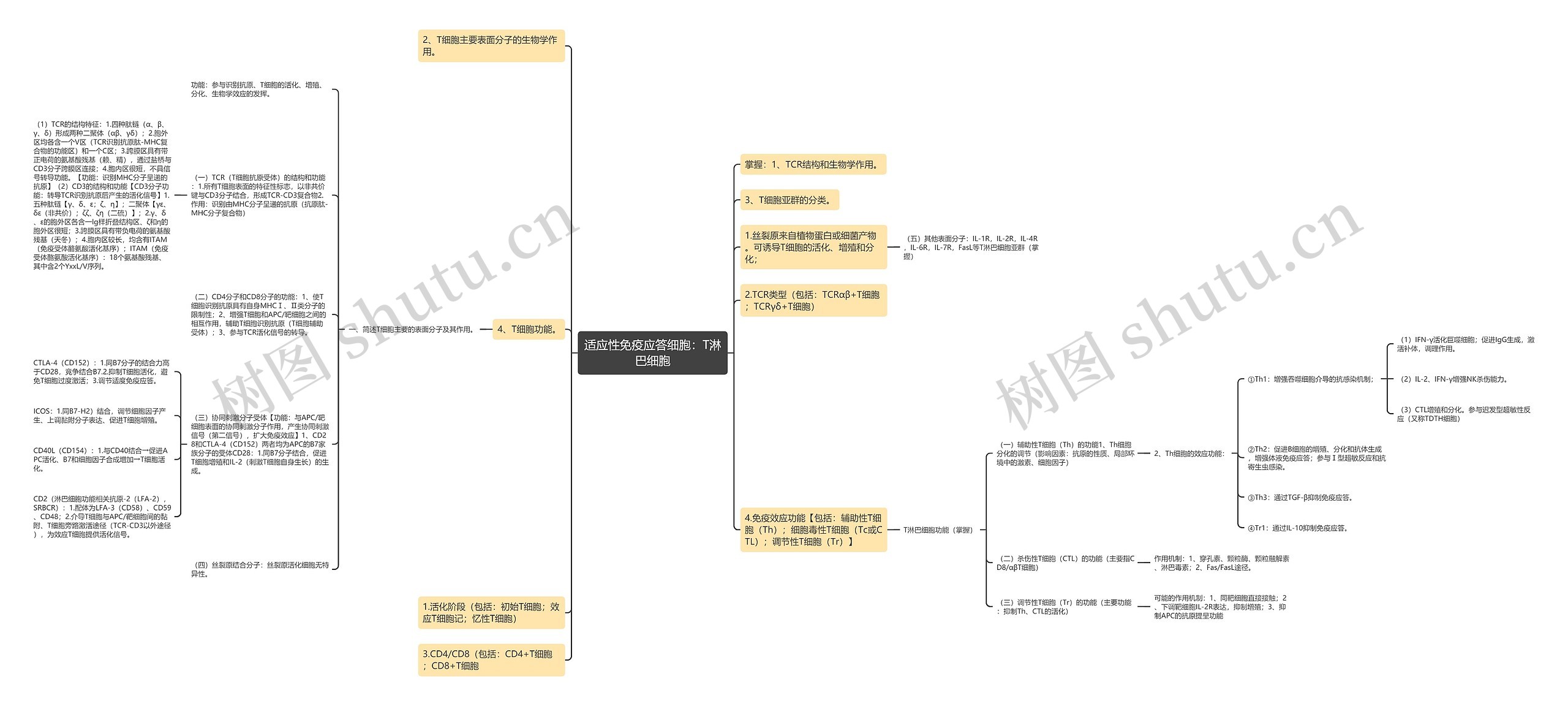 适应性免疫应答细胞：T淋巴细胞思维导图