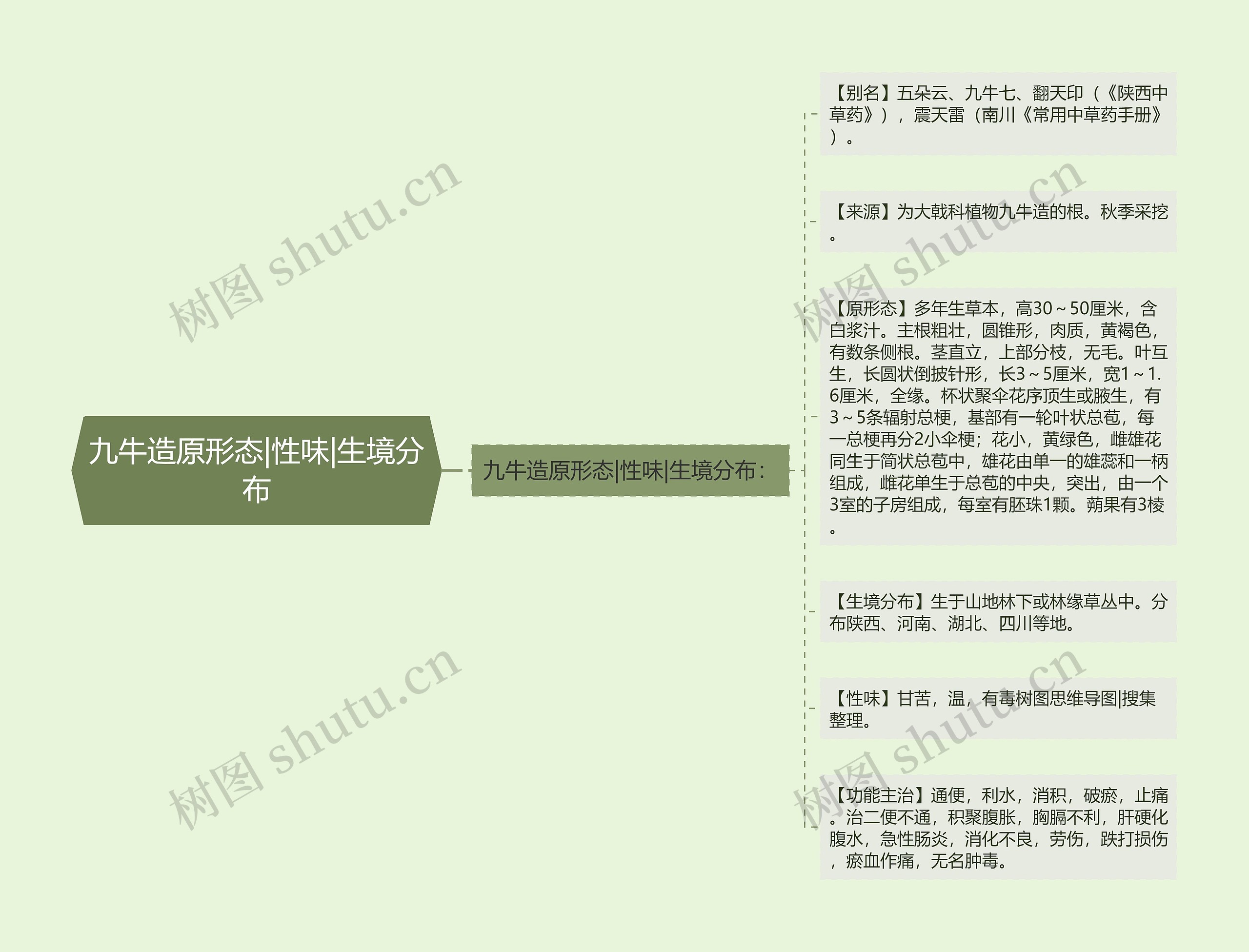 九牛造原形态|性味|生境分布思维导图