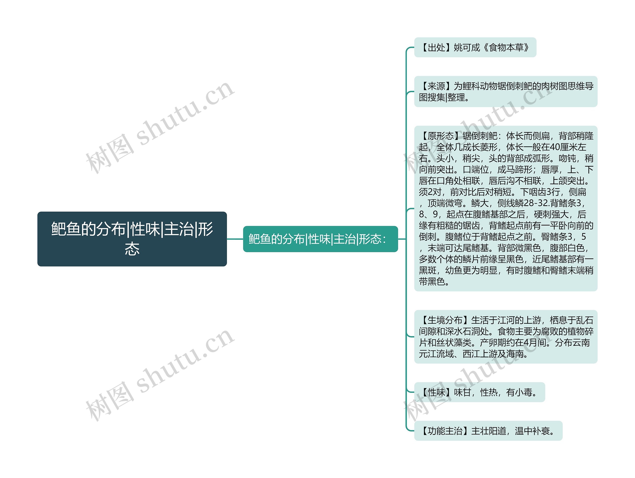 鲃鱼的分布|性味|主治|形态