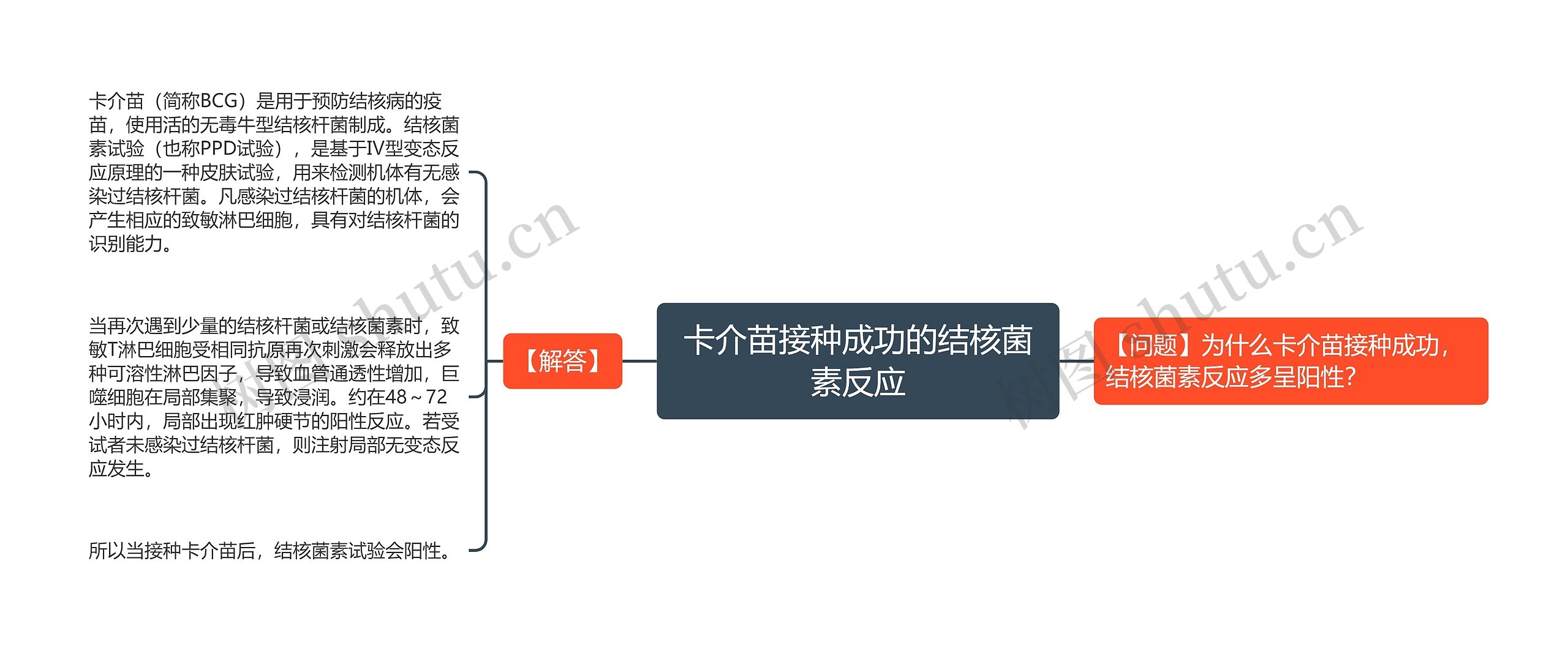 卡介苗接种成功的结核菌素反应