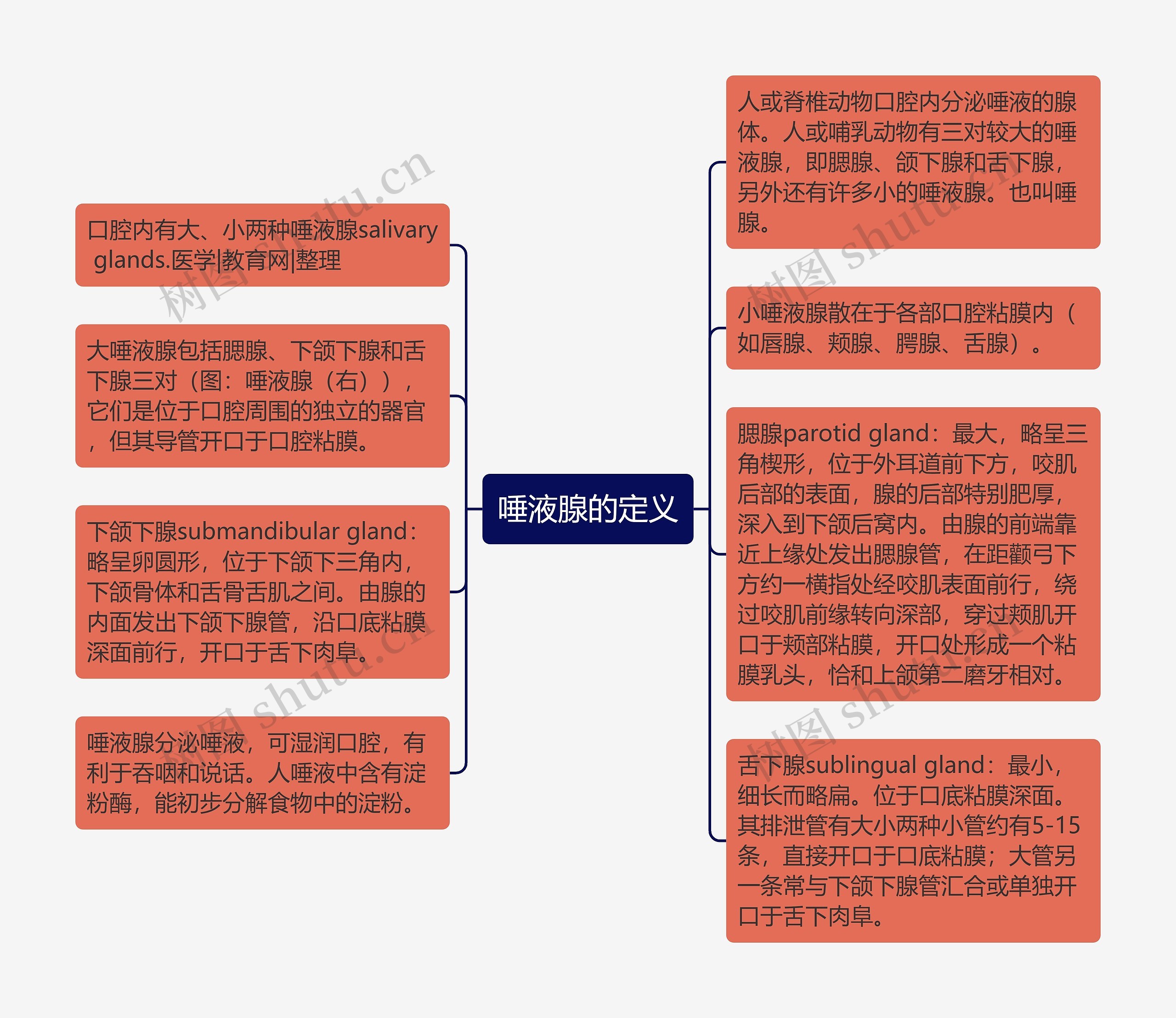 唾液腺的定义思维导图