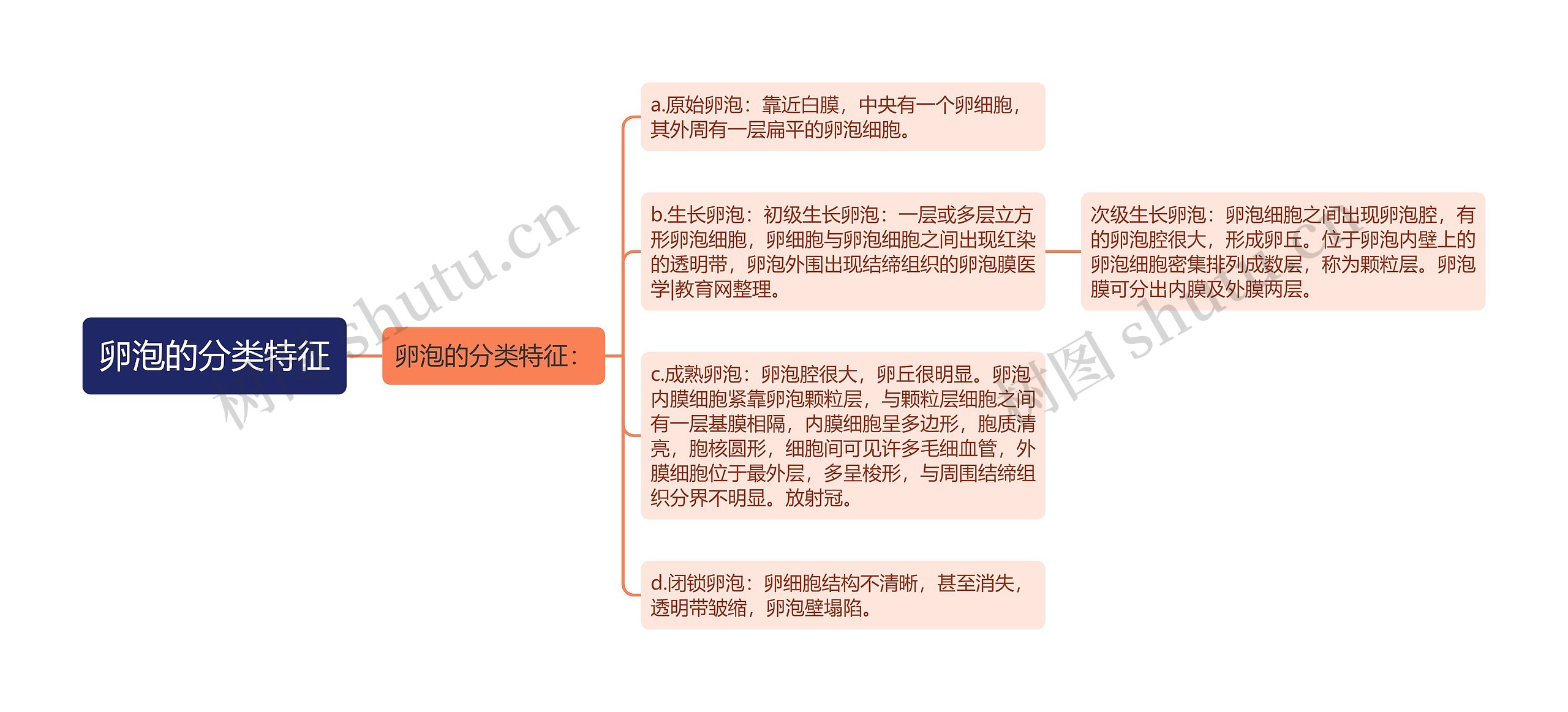 卵泡的分类特征思维导图