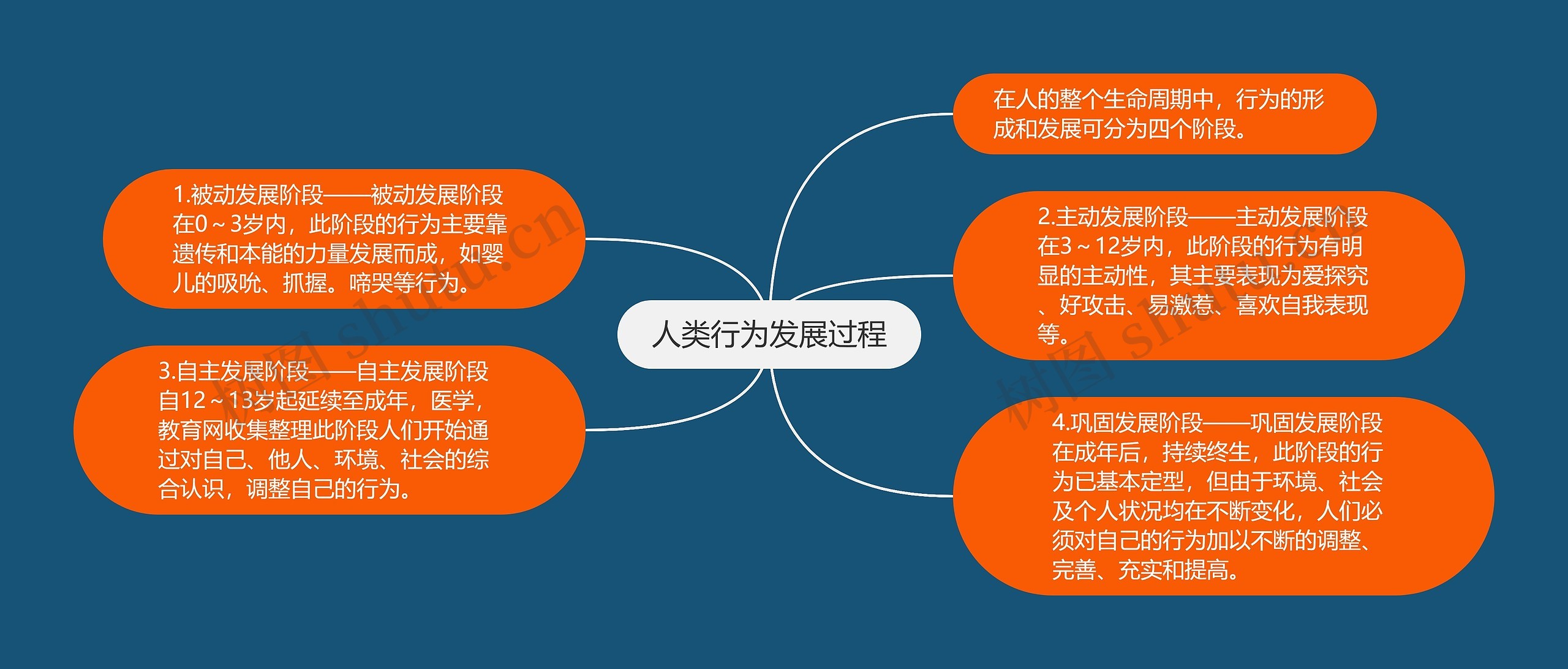 人类行为发展过程