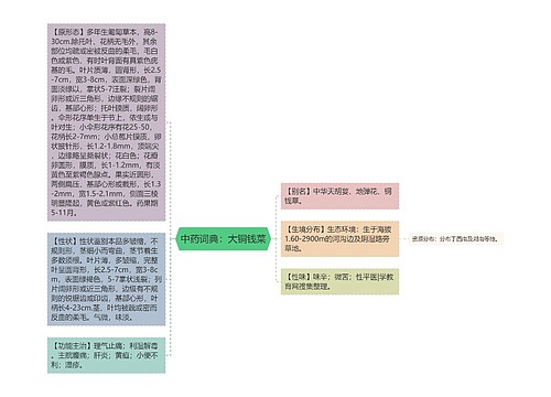 中药词典：大铜钱菜