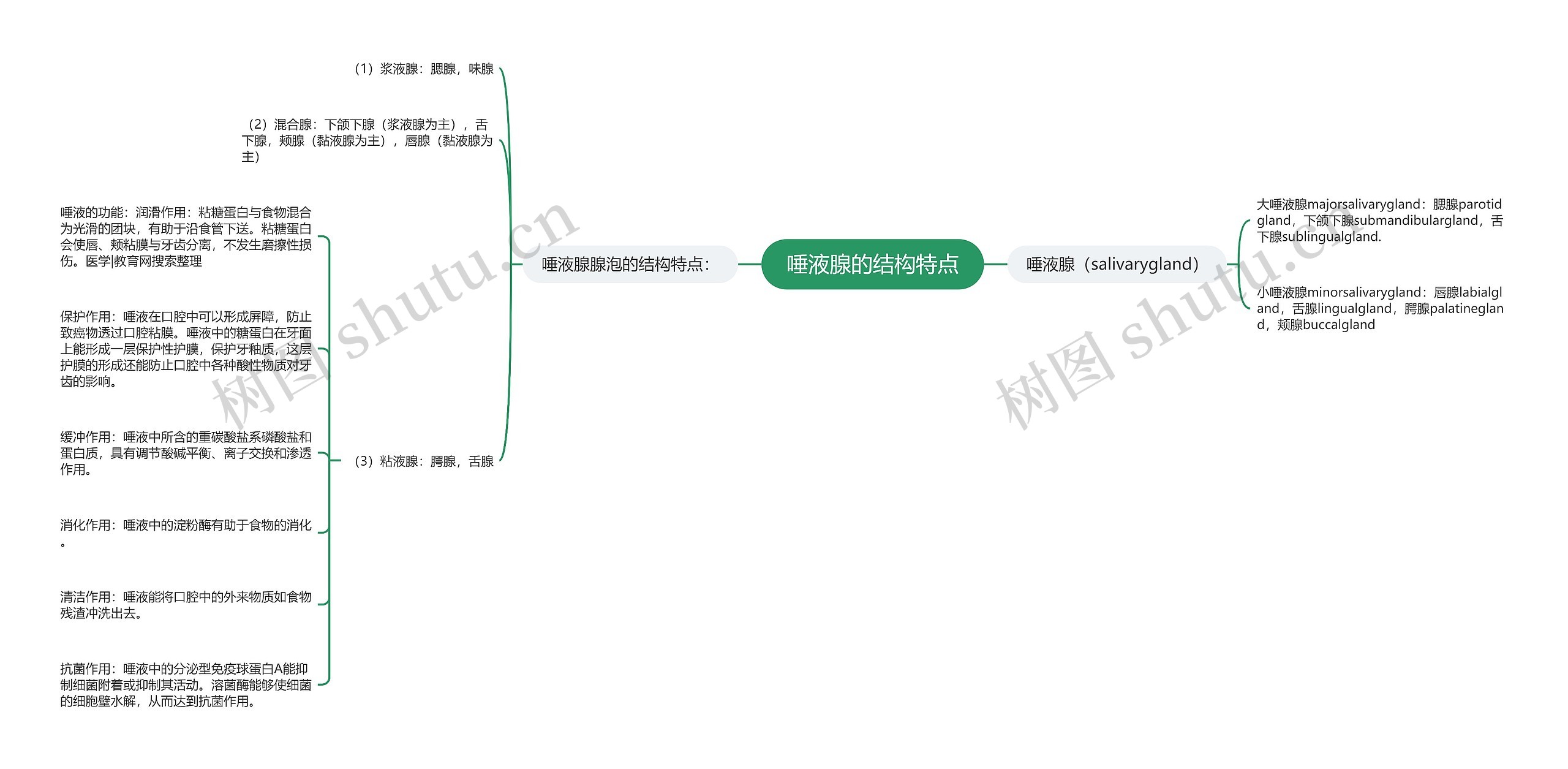 唾液腺的结构特点