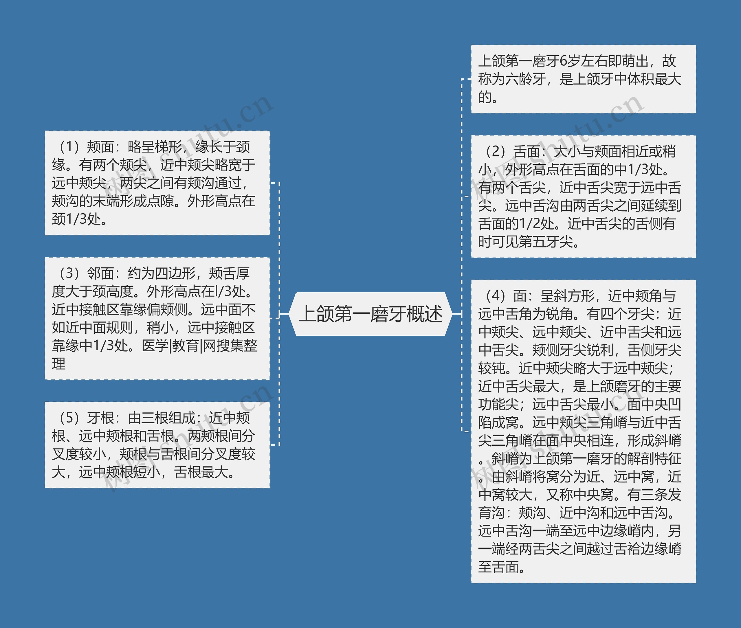 上颌第一磨牙概述思维导图