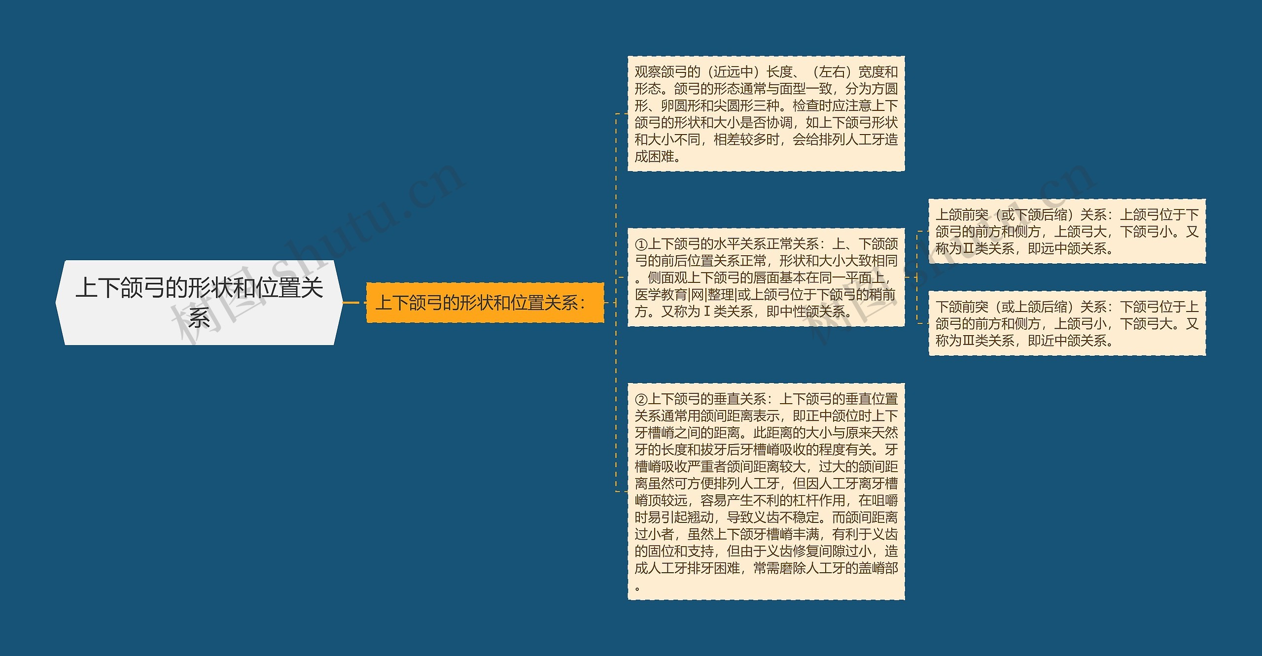 上下颌弓的形状和位置关系思维导图