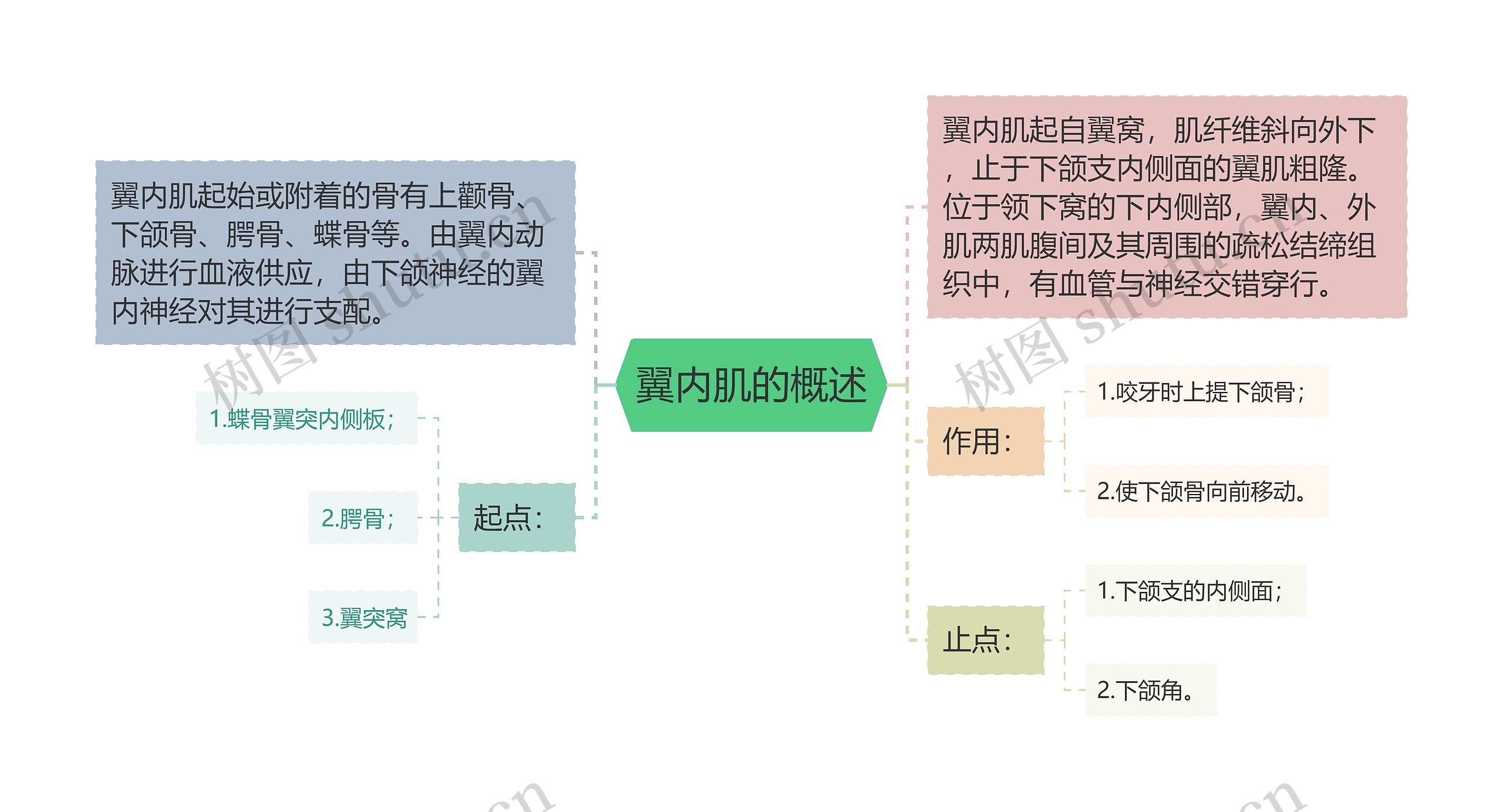 翼内肌的概述思维导图