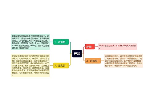 牙龈