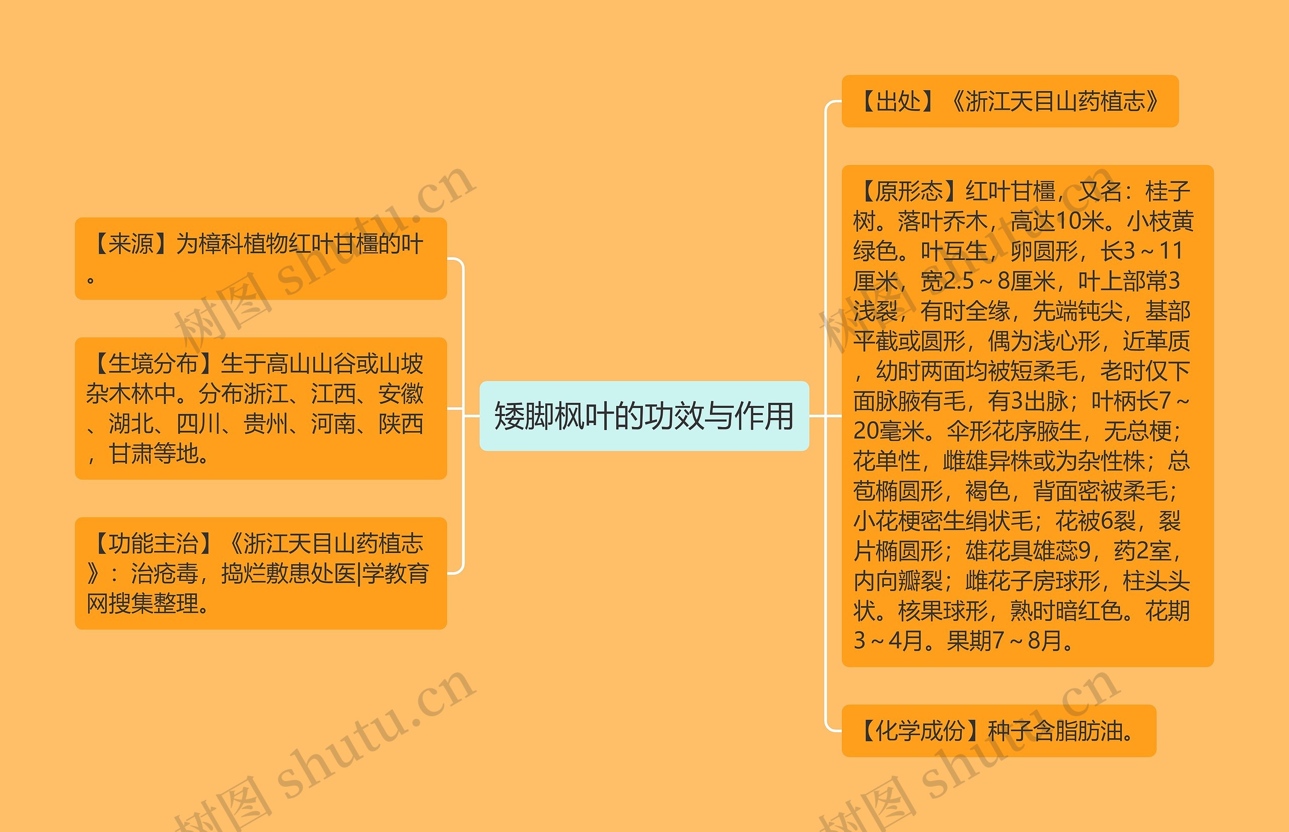 矮脚枫叶的功效与作用思维导图