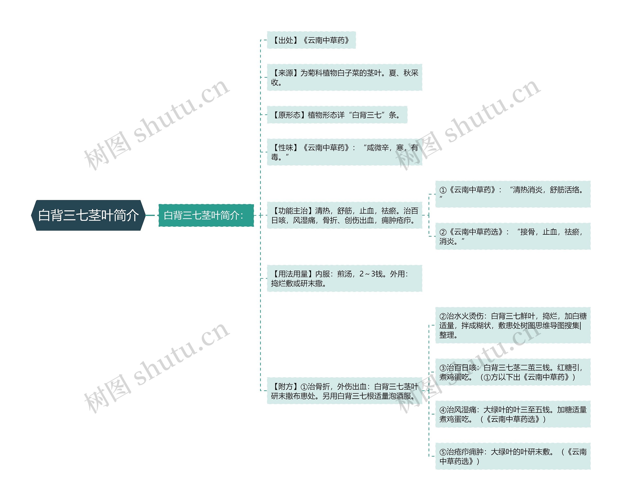 白背三七茎叶简介 白背三七茎叶简介