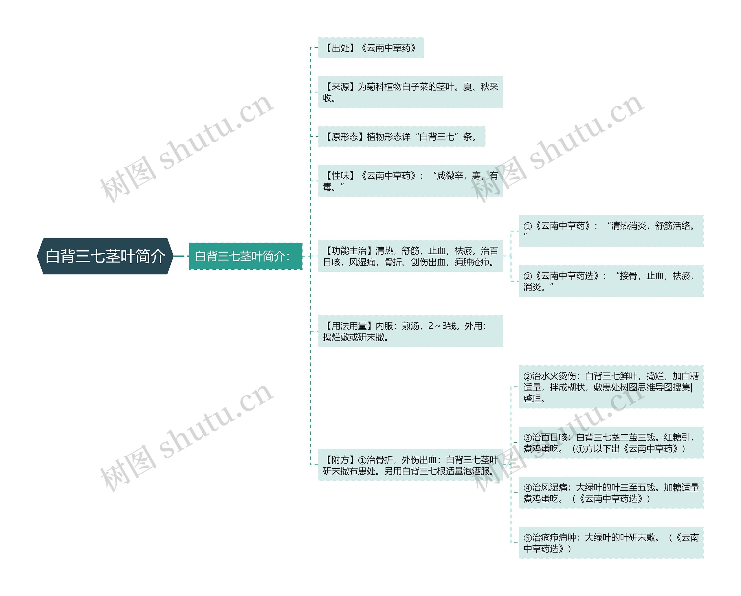 白背三七茎叶简介思维导图