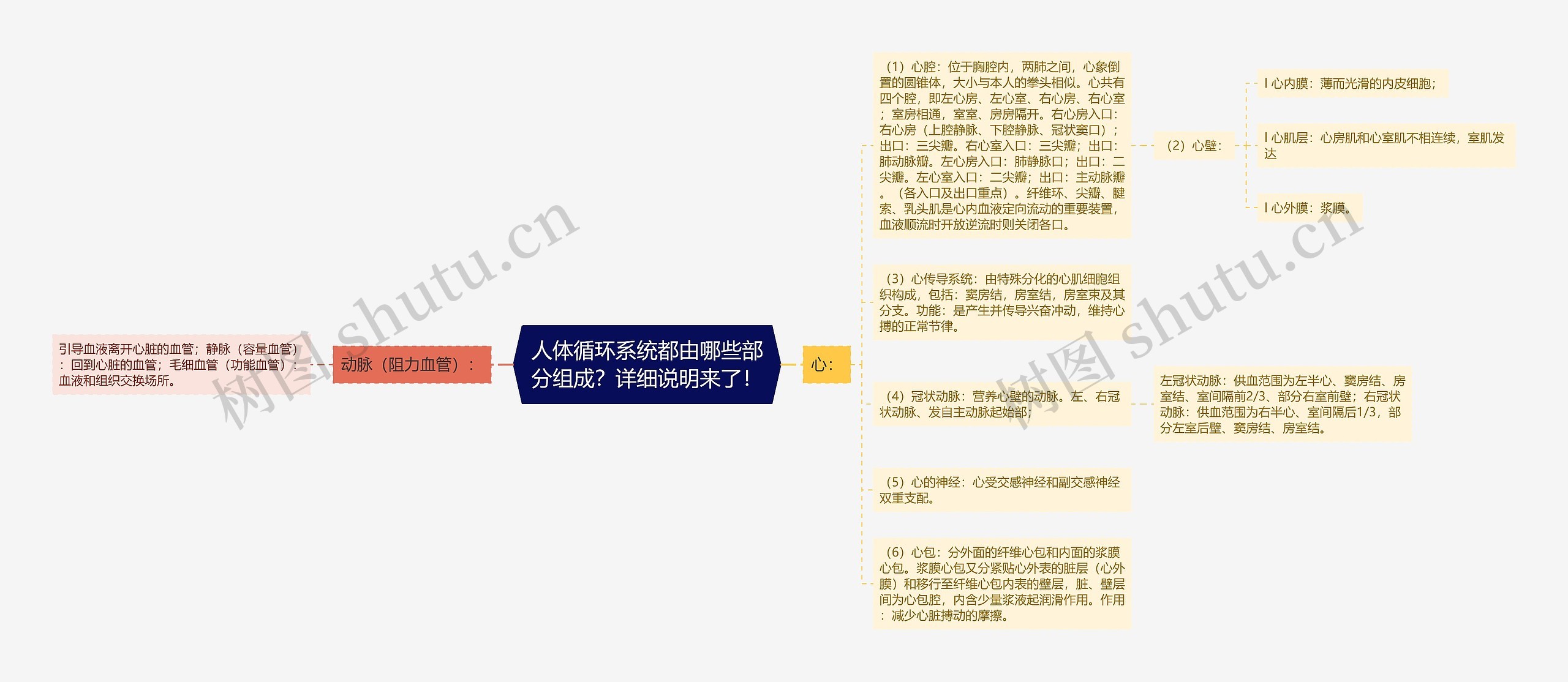 人体循环系统都由哪些部分组成？详细说明来了！思维导图