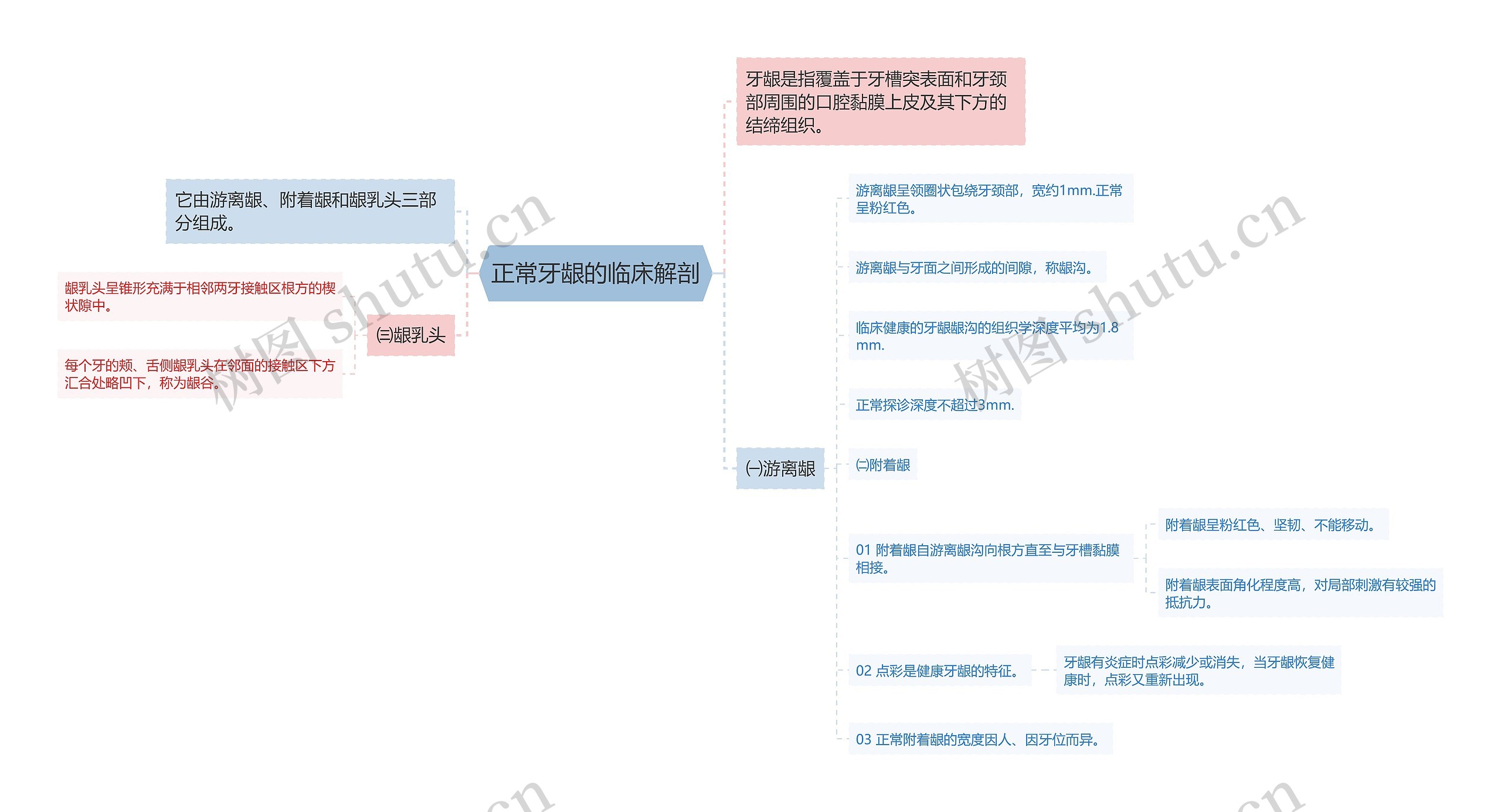 正常牙龈的临床解剖