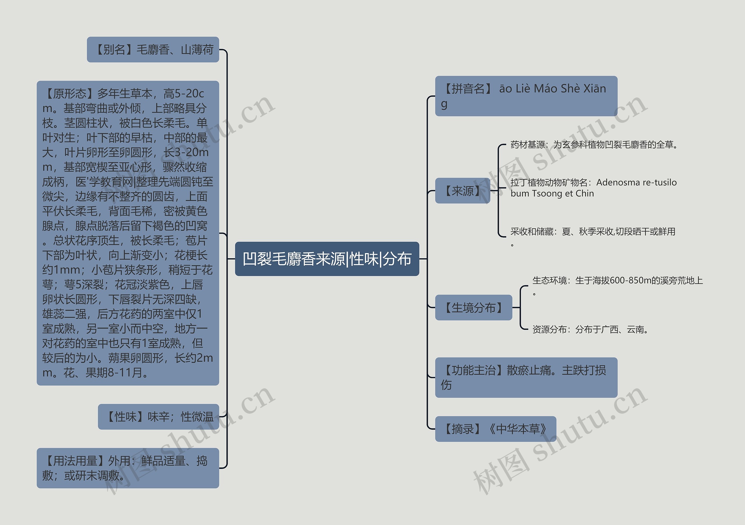 凹裂毛麝香来源|性味|分布