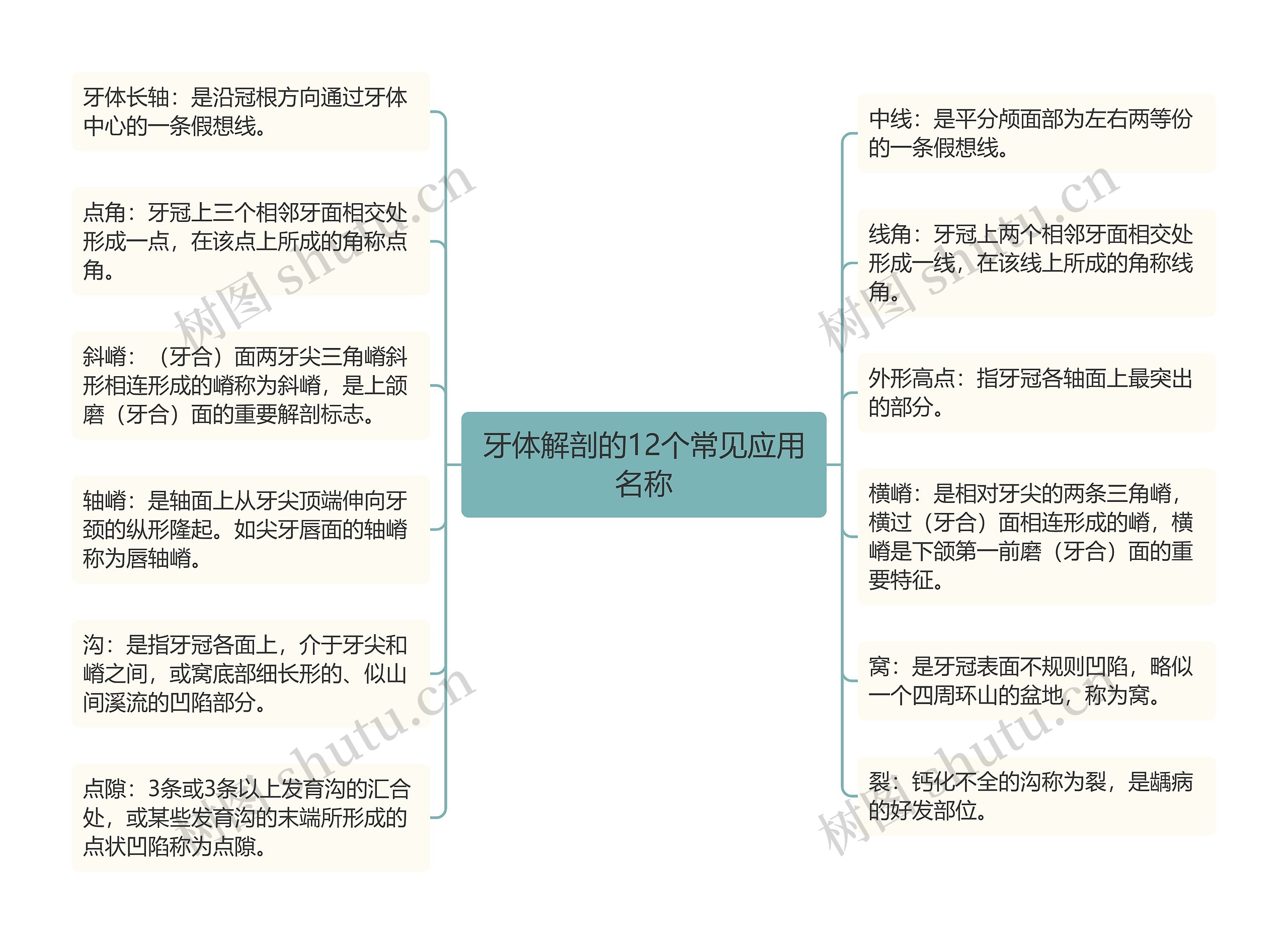 牙体解剖的12个常见应用名称思维导图