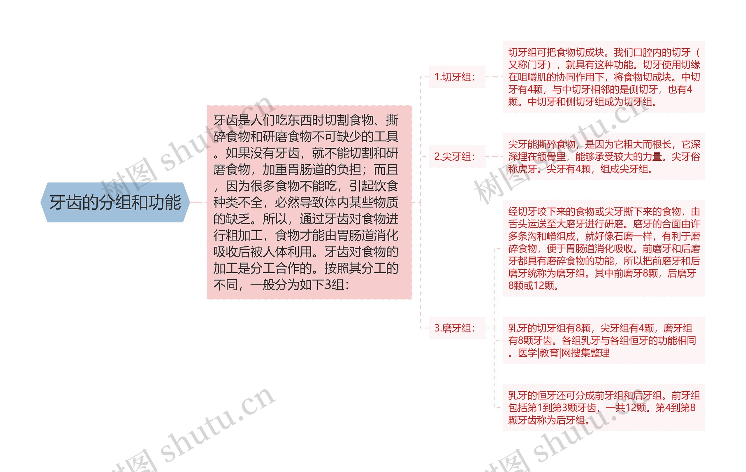 牙齿的分组和功能