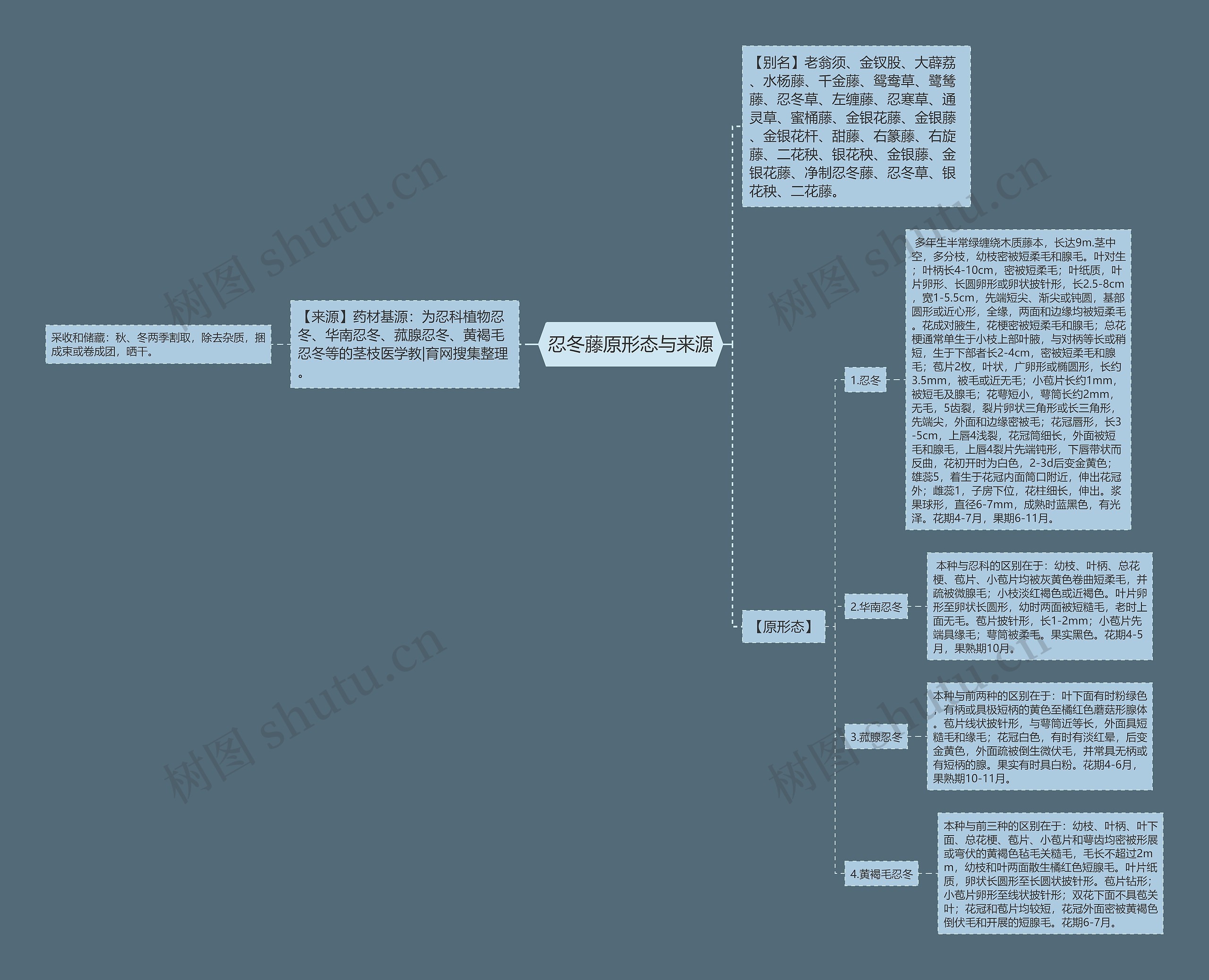 忍冬藤原形态与来源 忍冬藤原形态与来源
