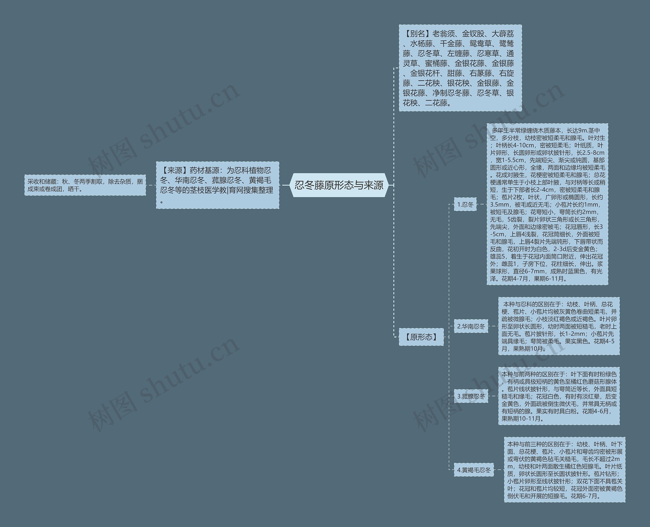 忍冬藤原形态与来源思维导图
