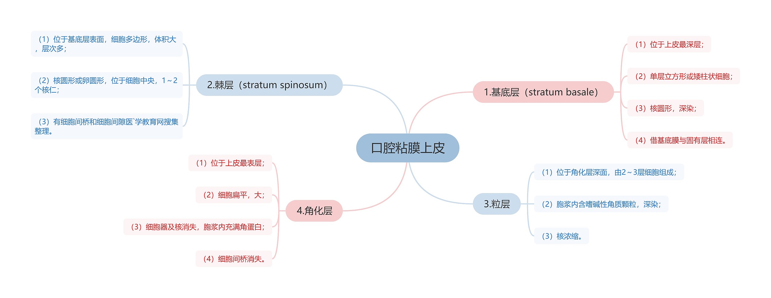 口腔粘膜上皮